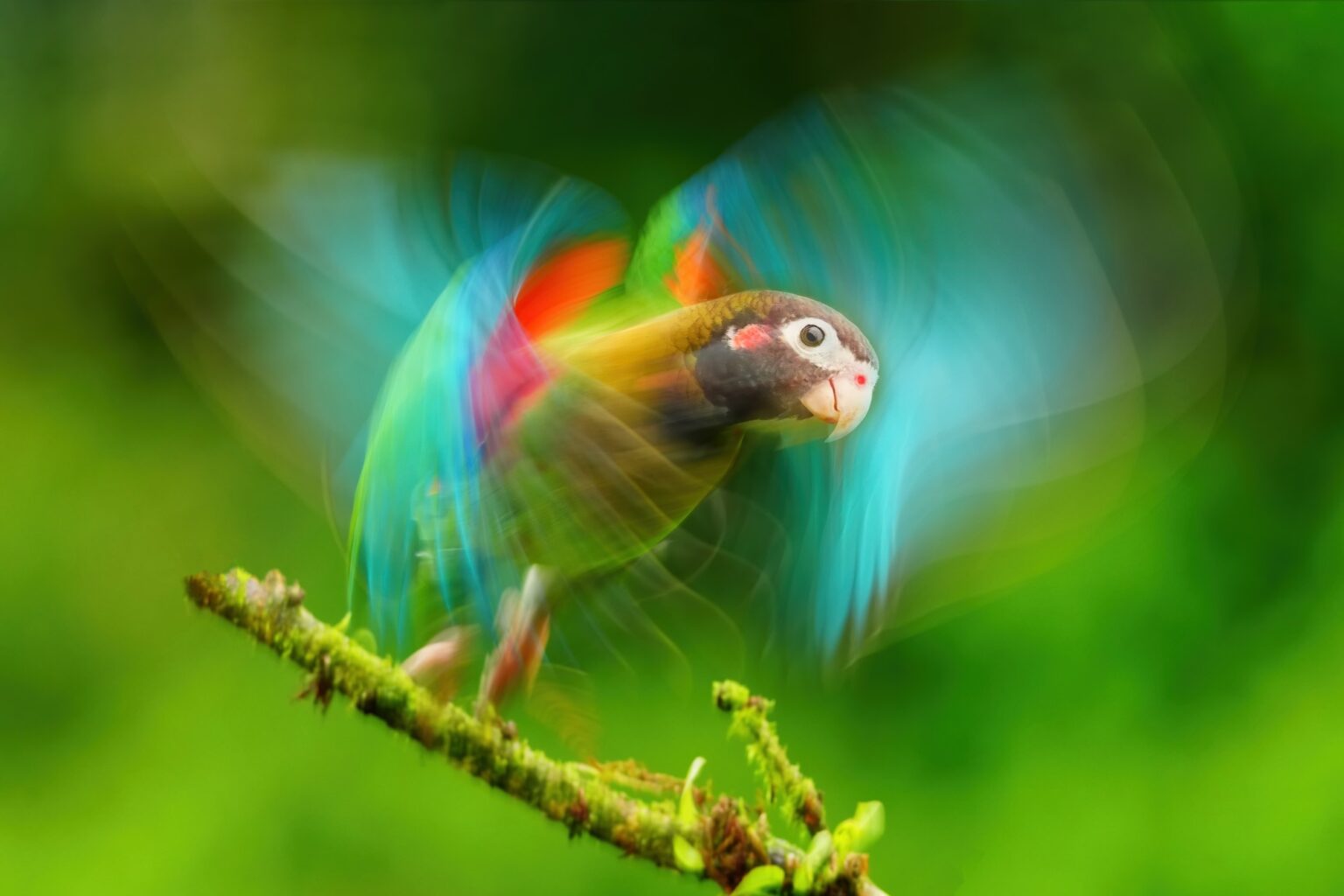 Guided photo tour to Costa Rica with Don Mammoser