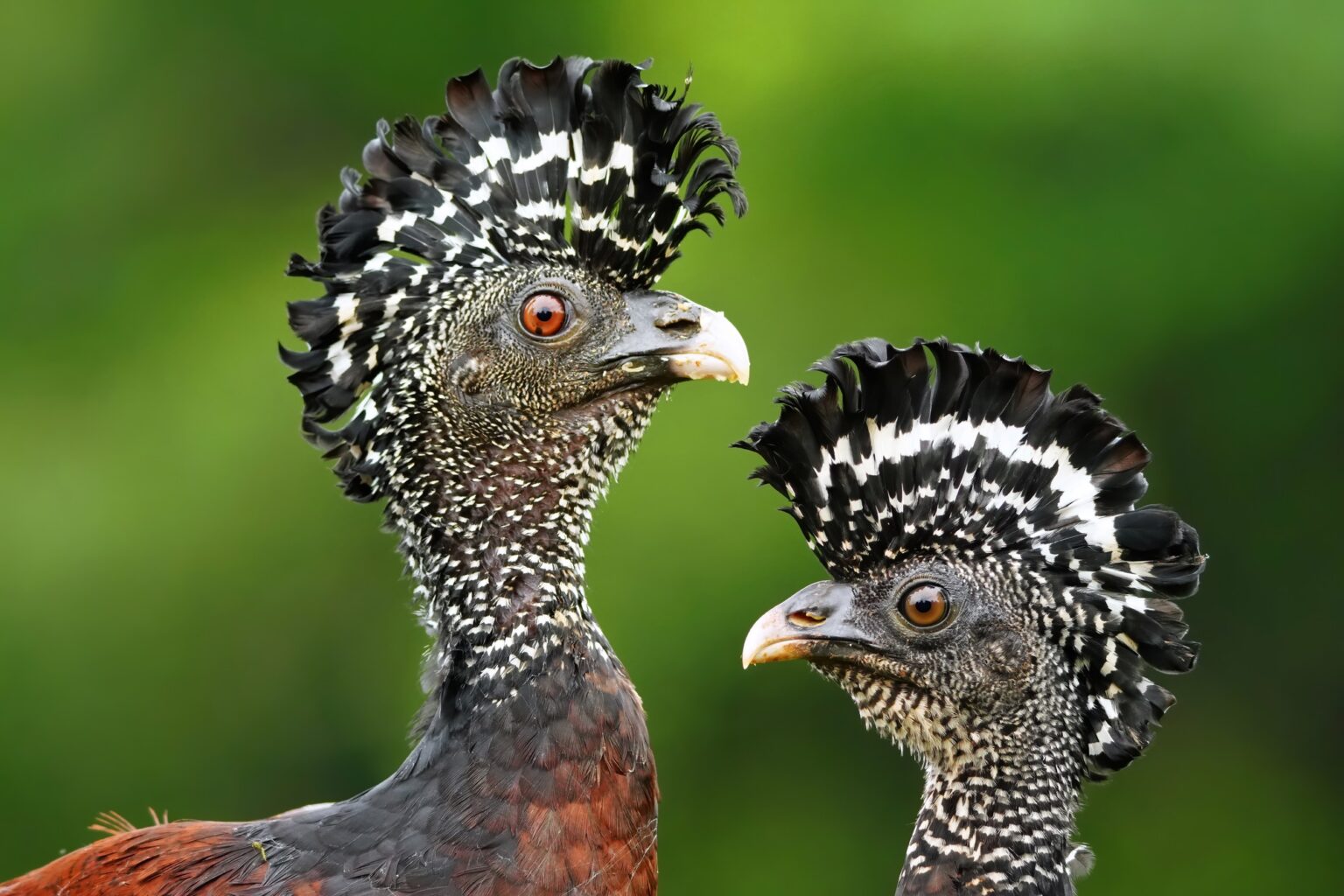 Guided photo tour to Costa Rica with Don Mammoser