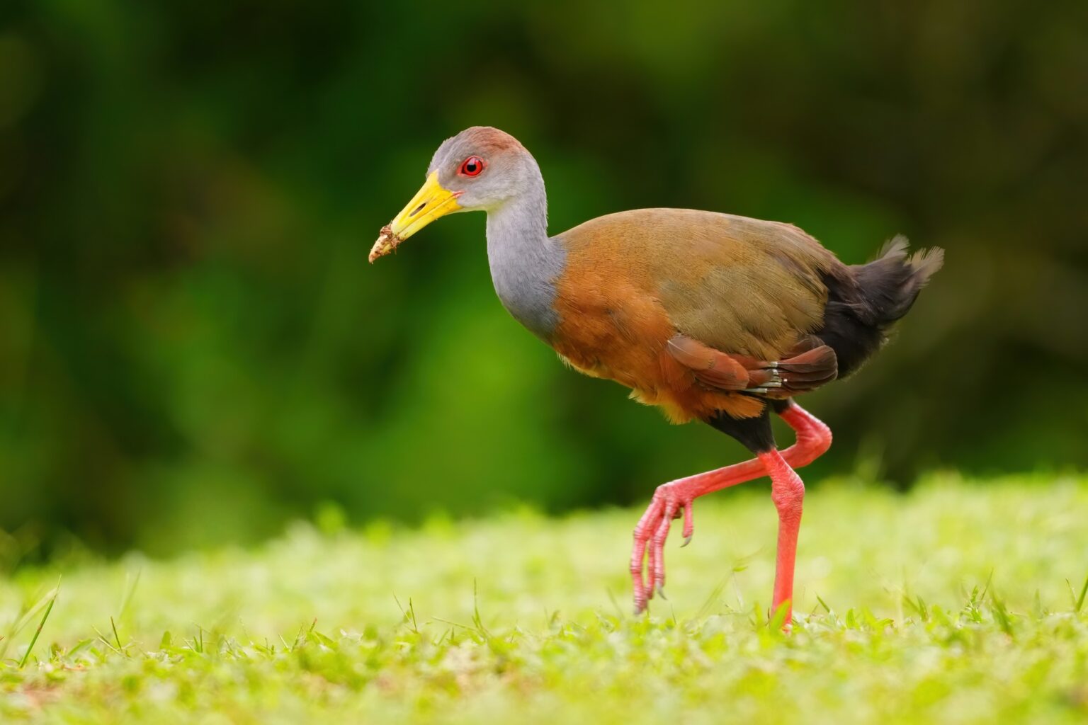 Guided photo tour to Costa Rica with Don Mammoser