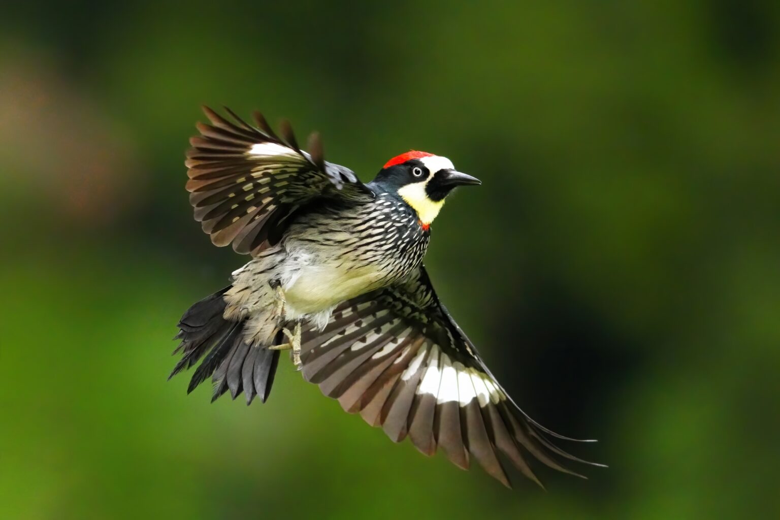 Guided photo tour to Costa Rica with Don Mammoser