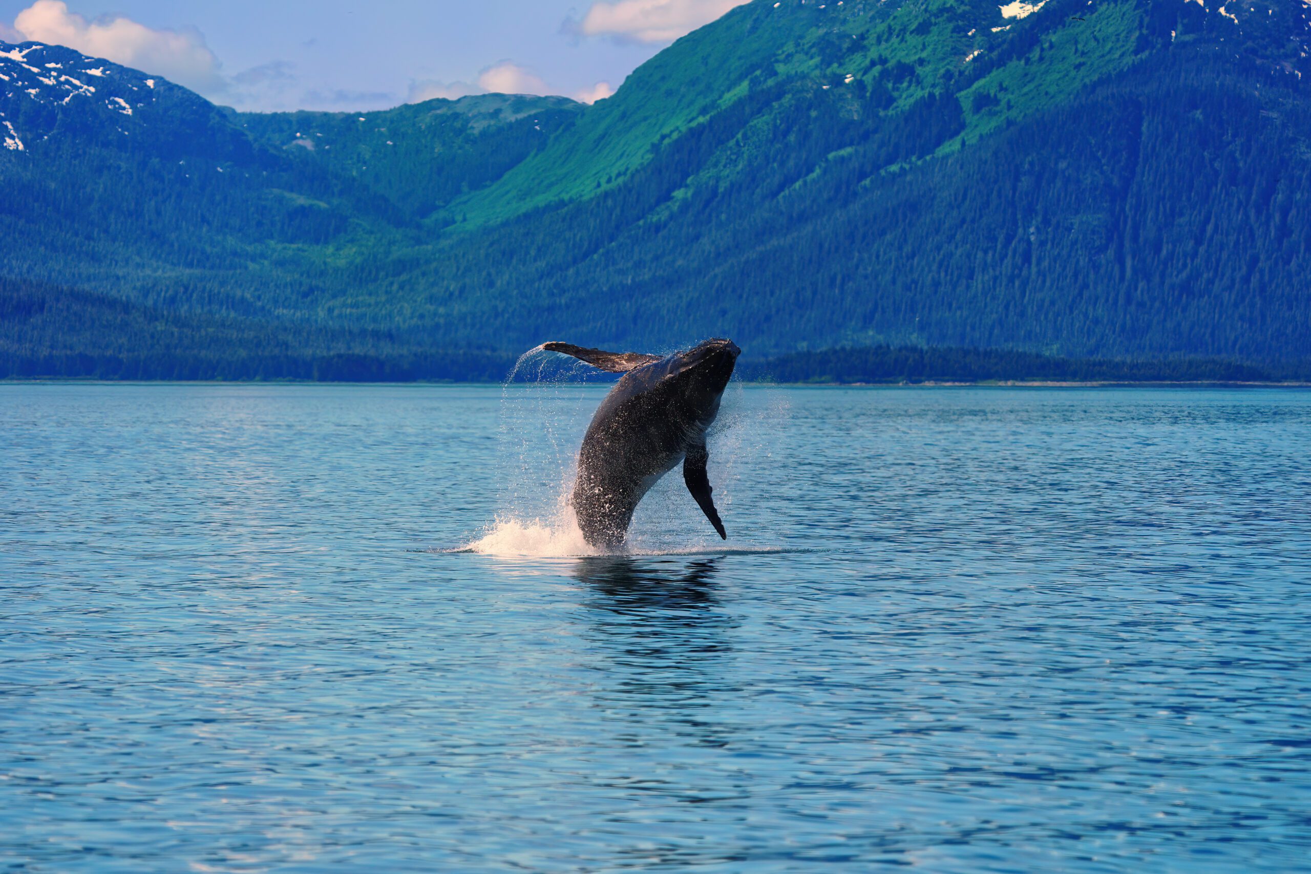 Alaska's inside passage guided photo tour with Don Mammoser