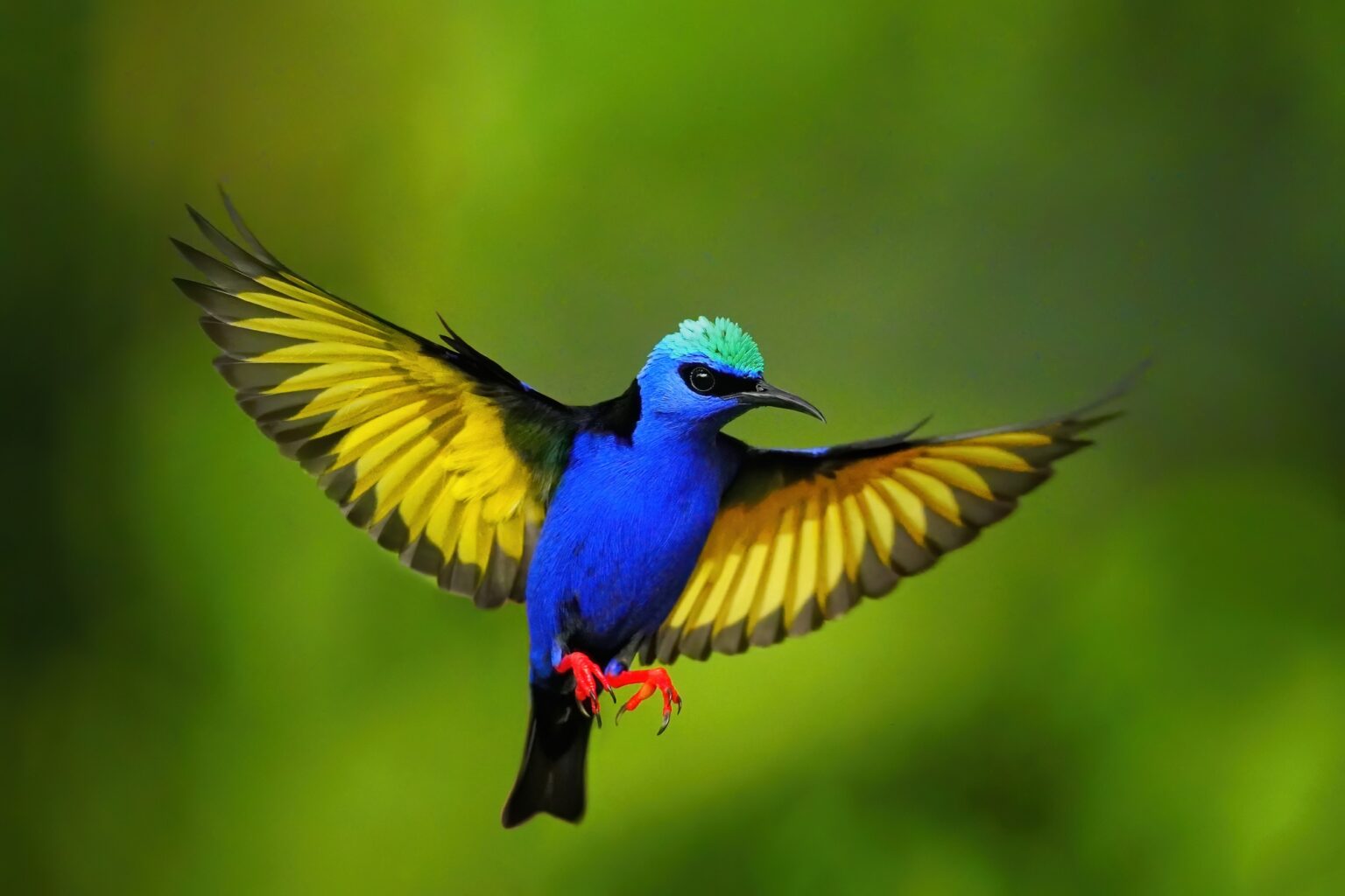 Guided photo tour to Costa Rica with Don Mammoser