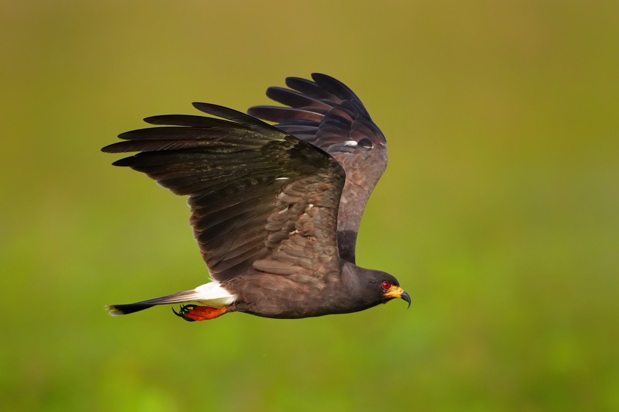 Costa Rica photo tour with Don Mammoser