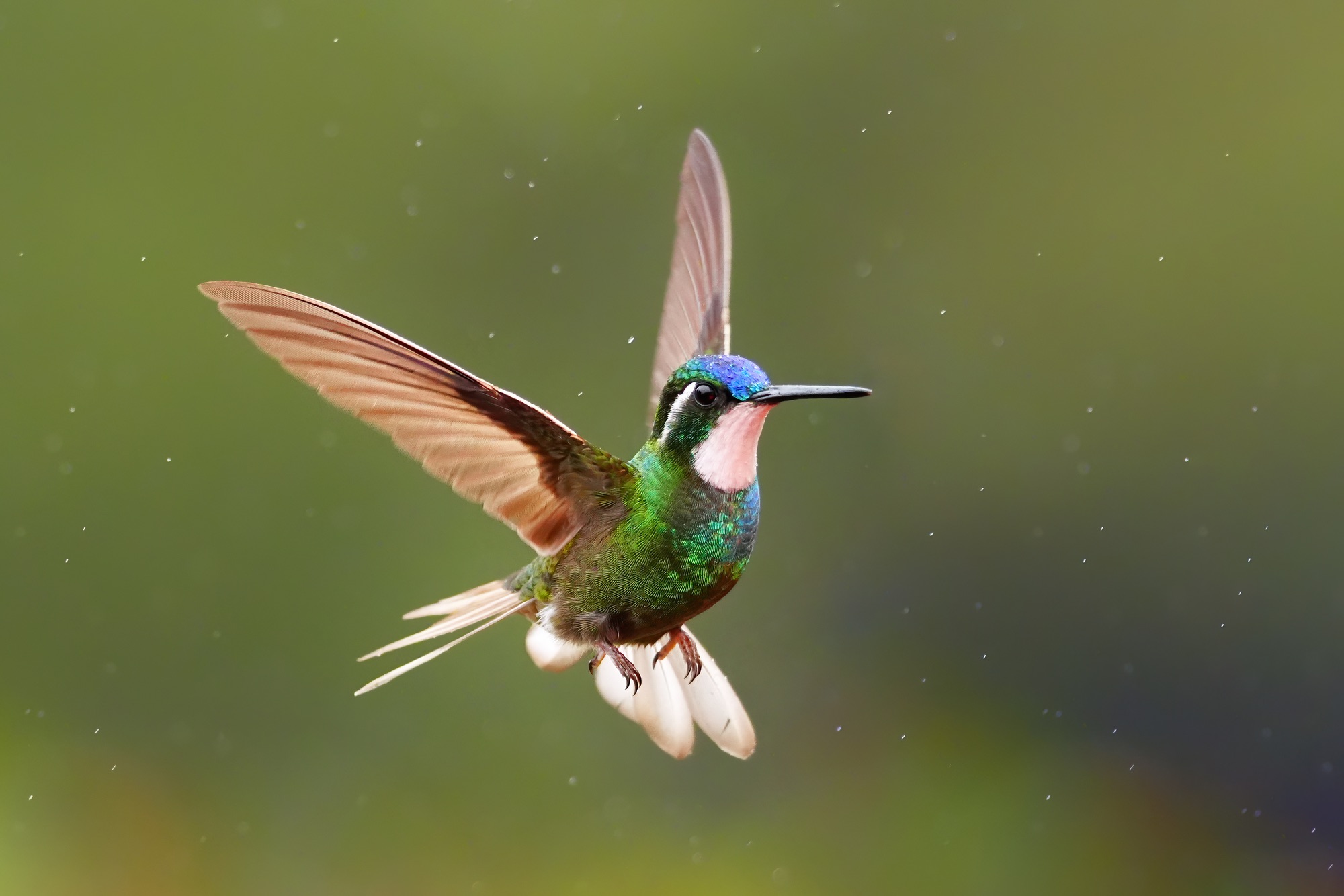 Costa Rica photo tour with Don Mammoser