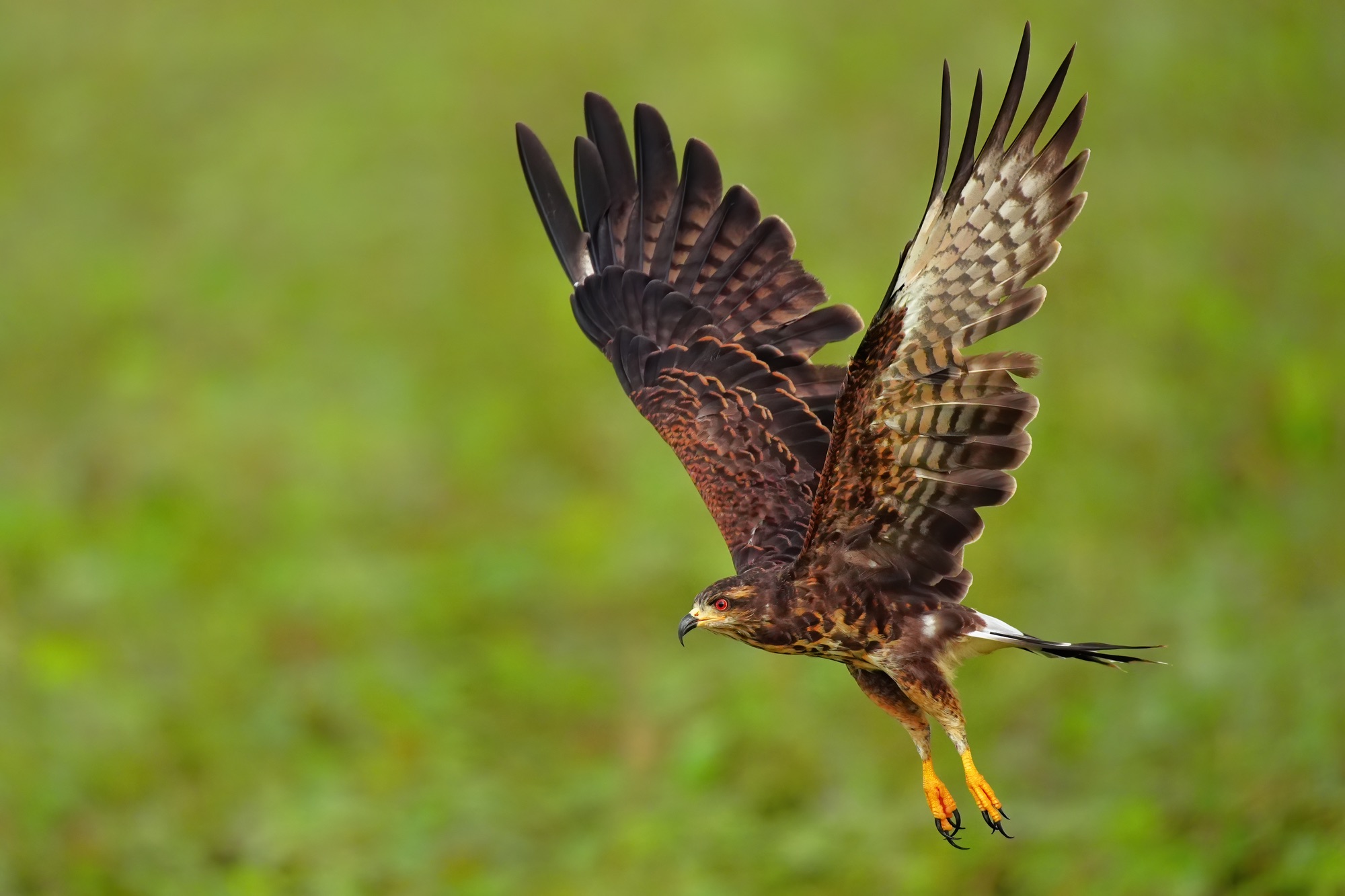 Costa Rica photo tour with Don Mammoser