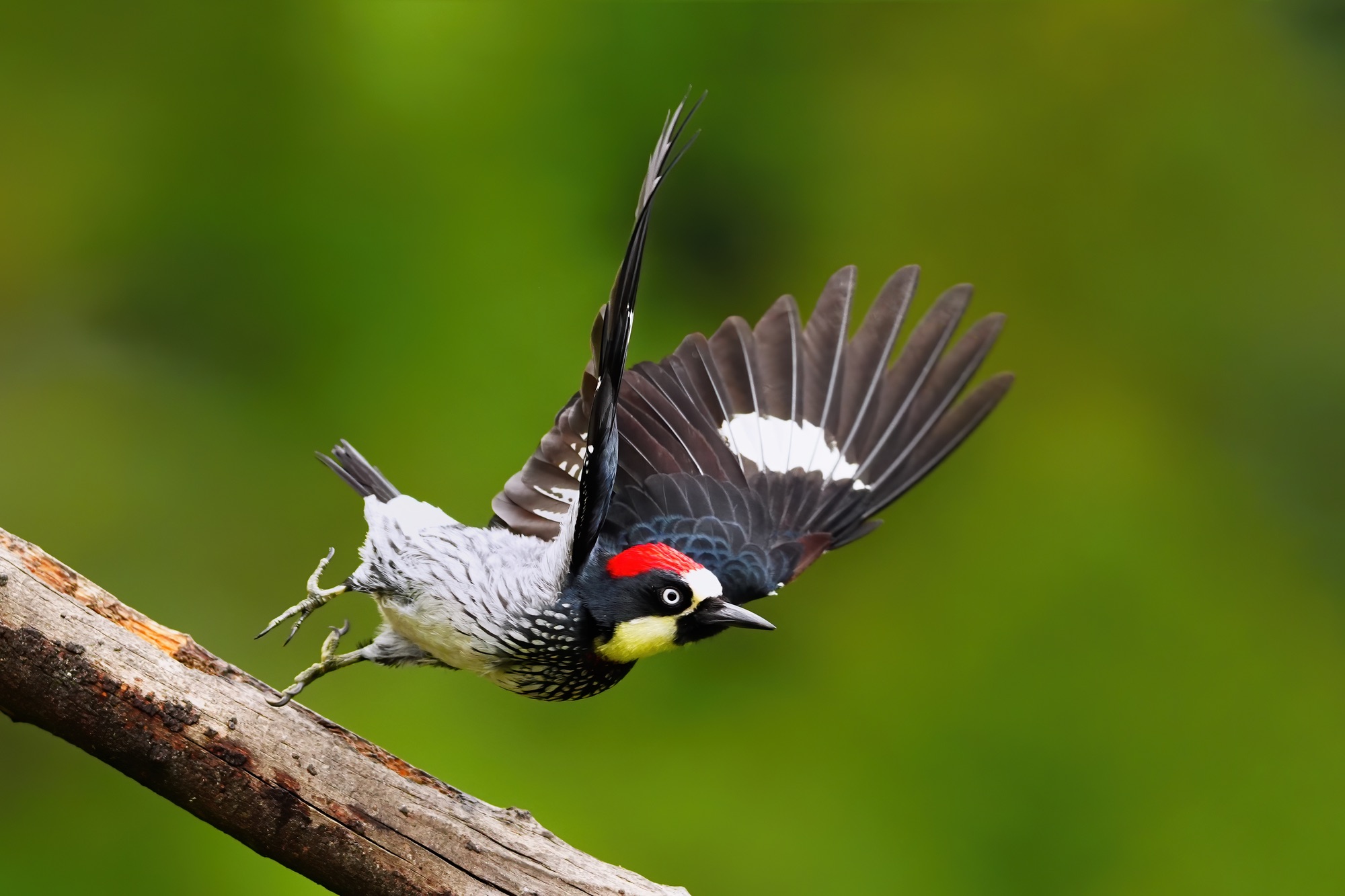 Costa Rica photo tour with Don Mammoser
