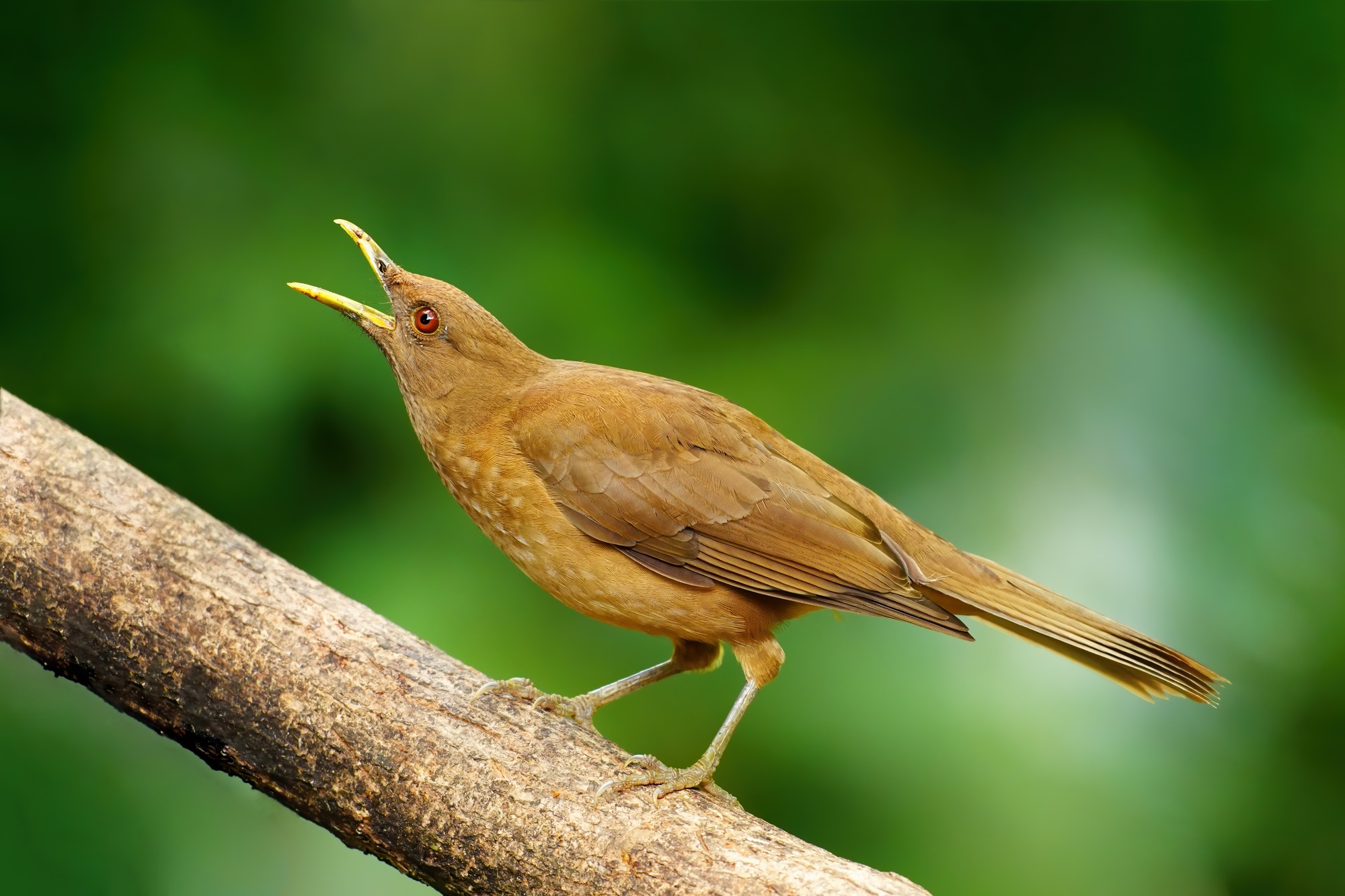 Costa Rica photo tour with Don Mammoser