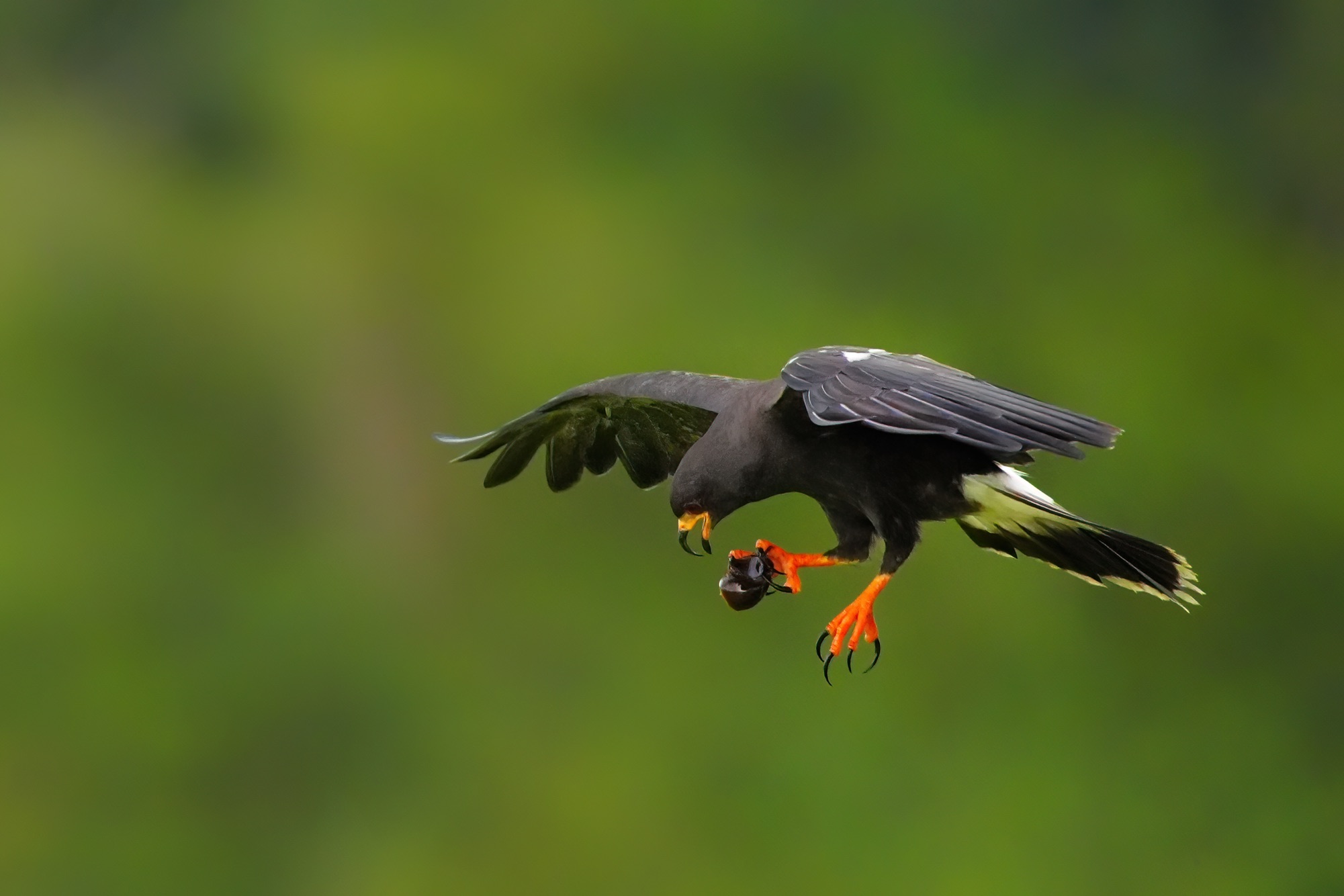 Costa Rica photo tour with Don Mammoser