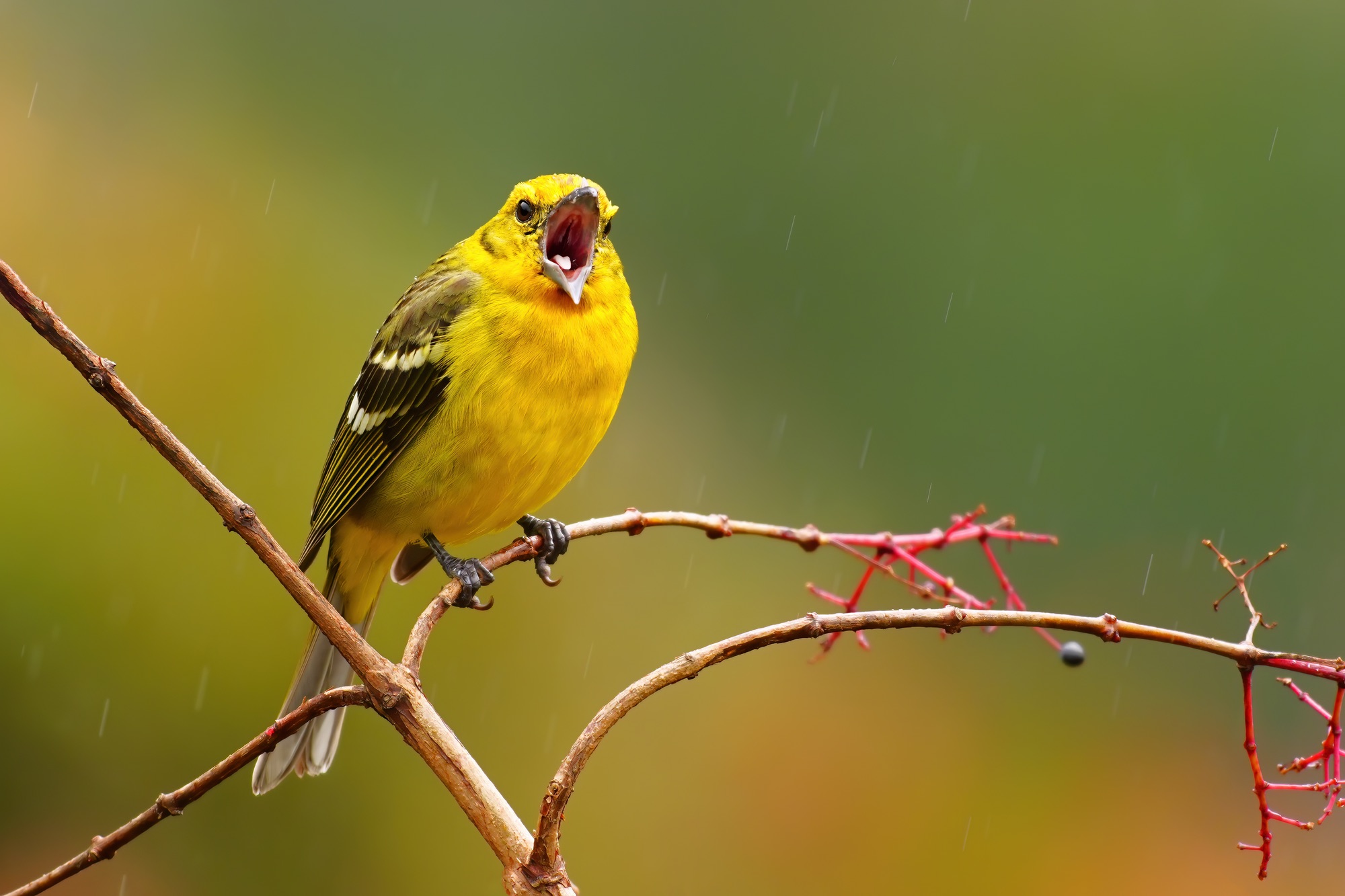 Costa Rica photo tour with Don Mammoser