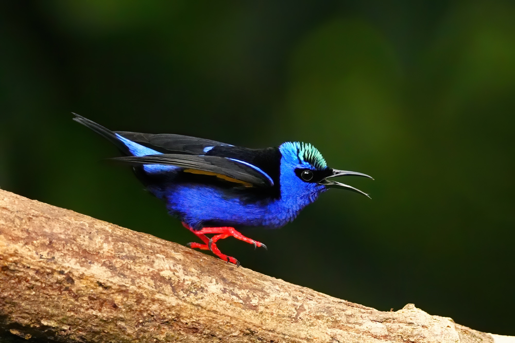 Costa Rica photo tour with Don Mammoser