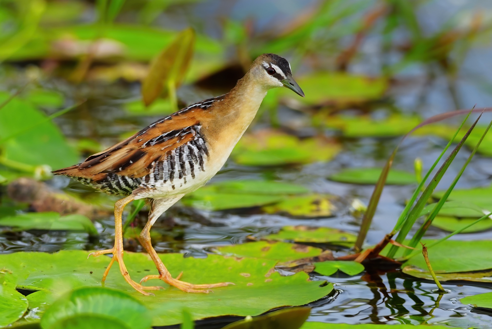 Costa Rica photo tour with Don Mammoser