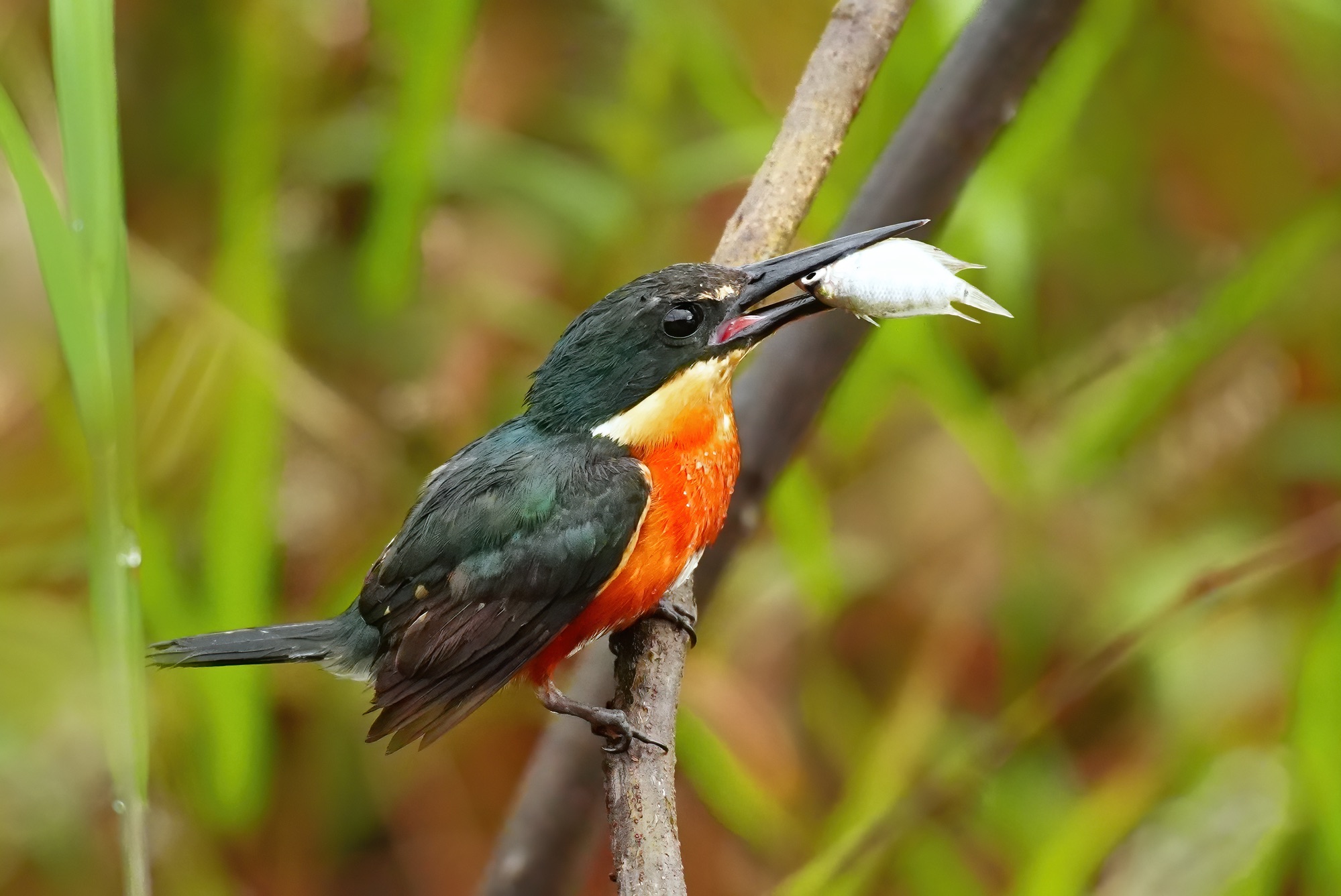 Costa Rica photo tour with Don Mammoser