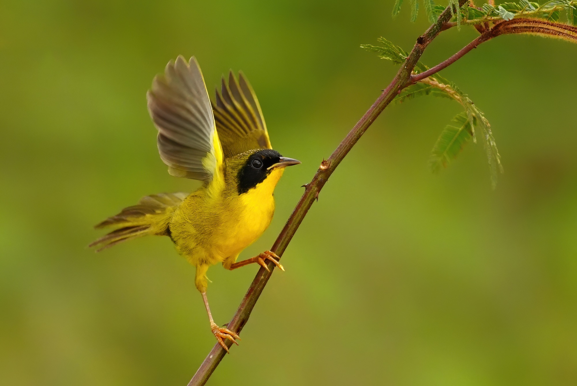Costa Rica photo tour with Don Mammoser