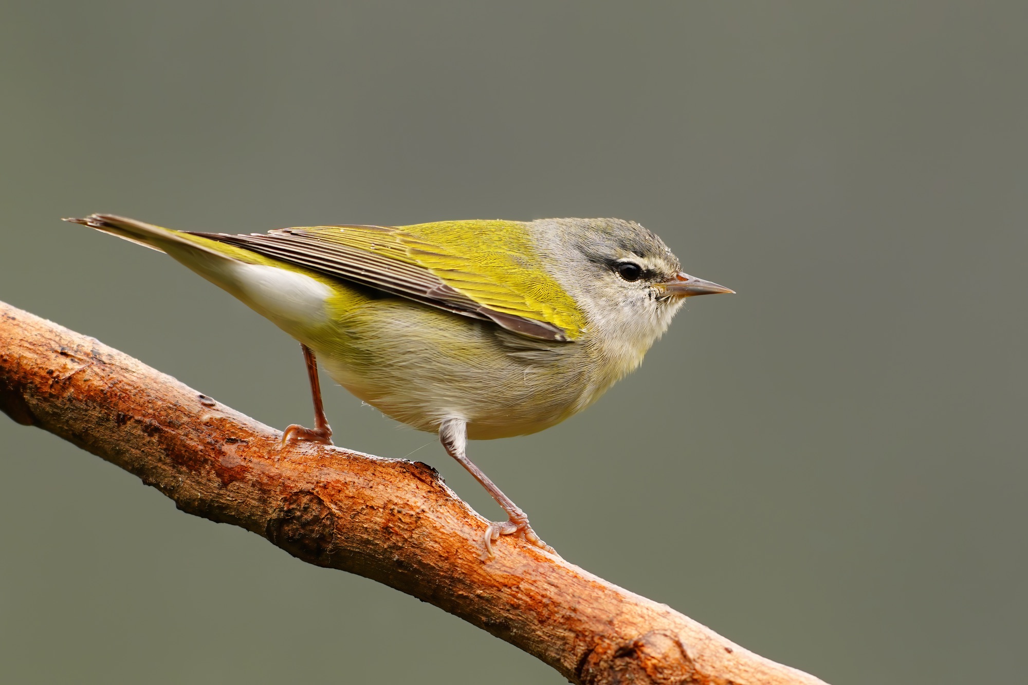 Costa Rica photo tour with Don Mammoser