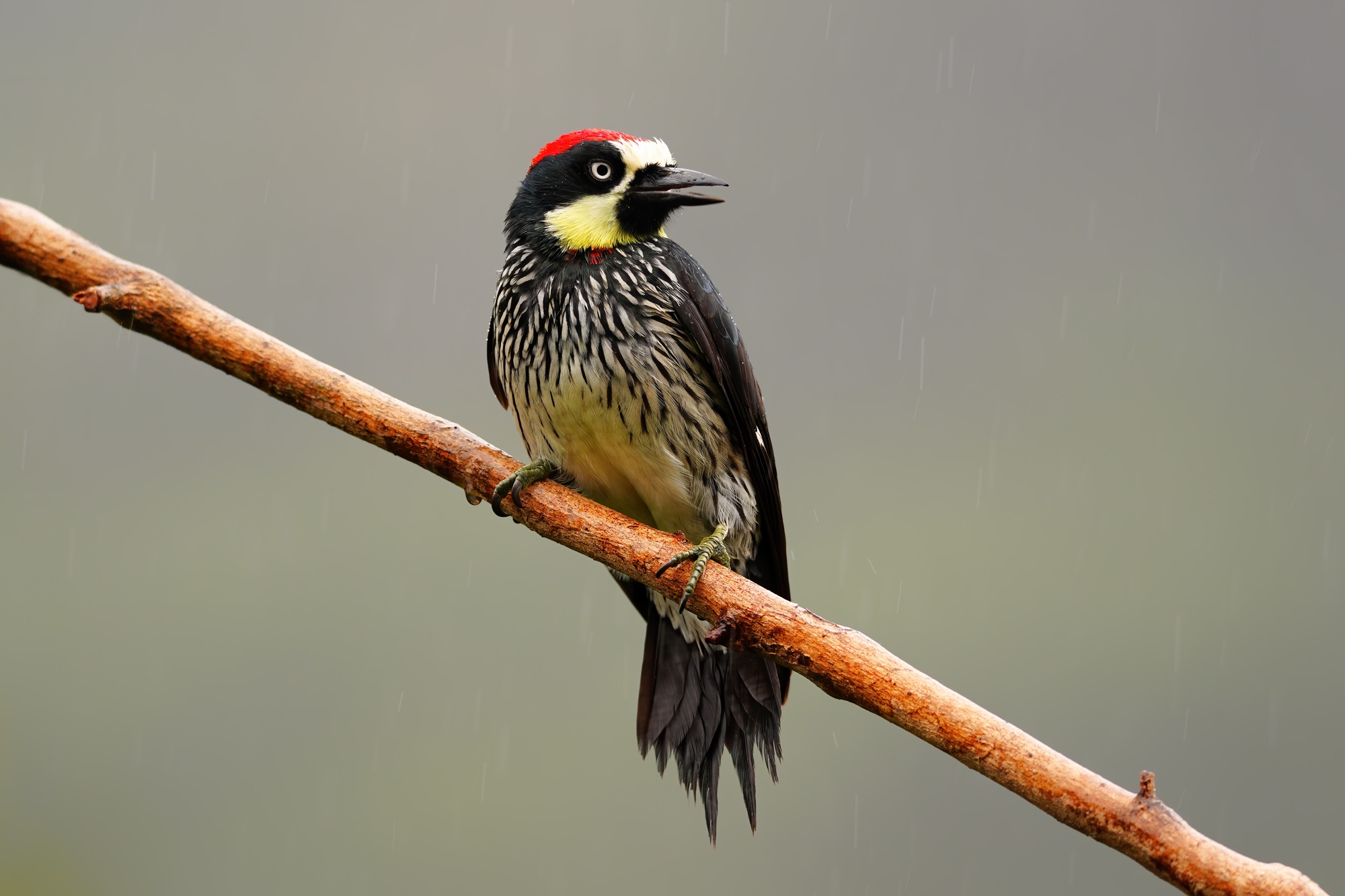 Costa Rica photo tour with Don Mammoser