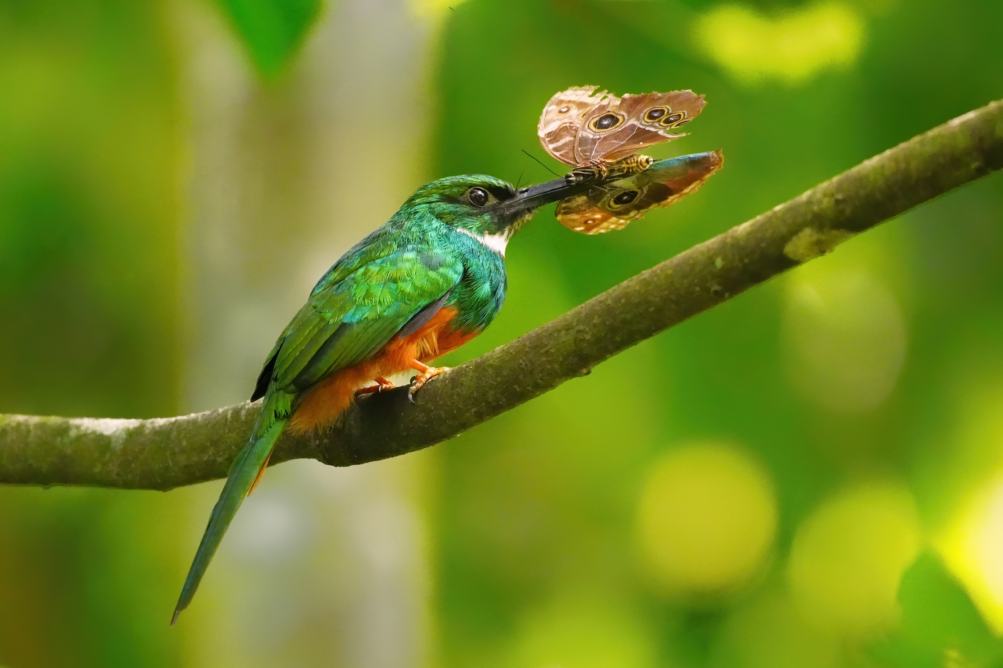 Costa Rica photo tour with Don Mammoser