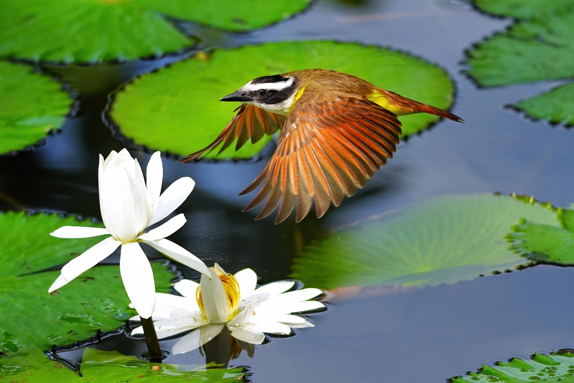 Costa Rica photo tour with Don Mammoser