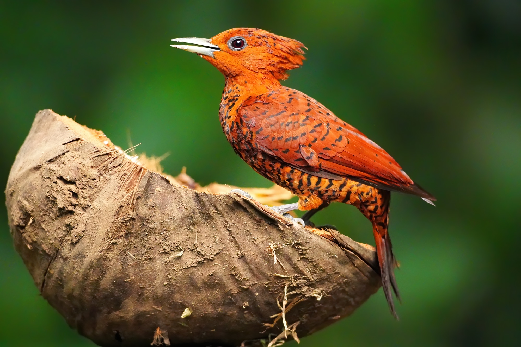 Costa Rica photo tour with Don Mammoser