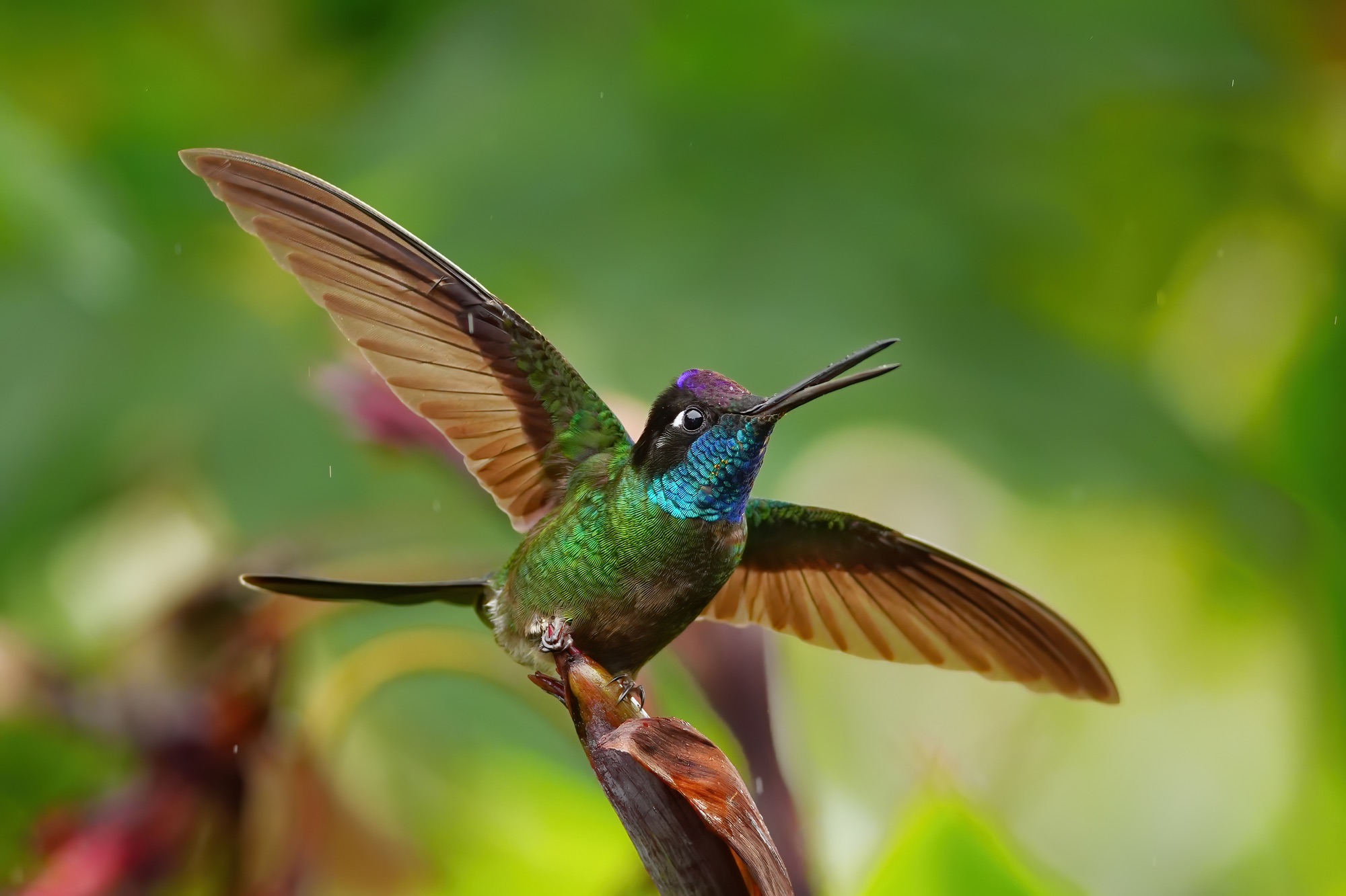 Costa Rica photo tour with Don Mammoser