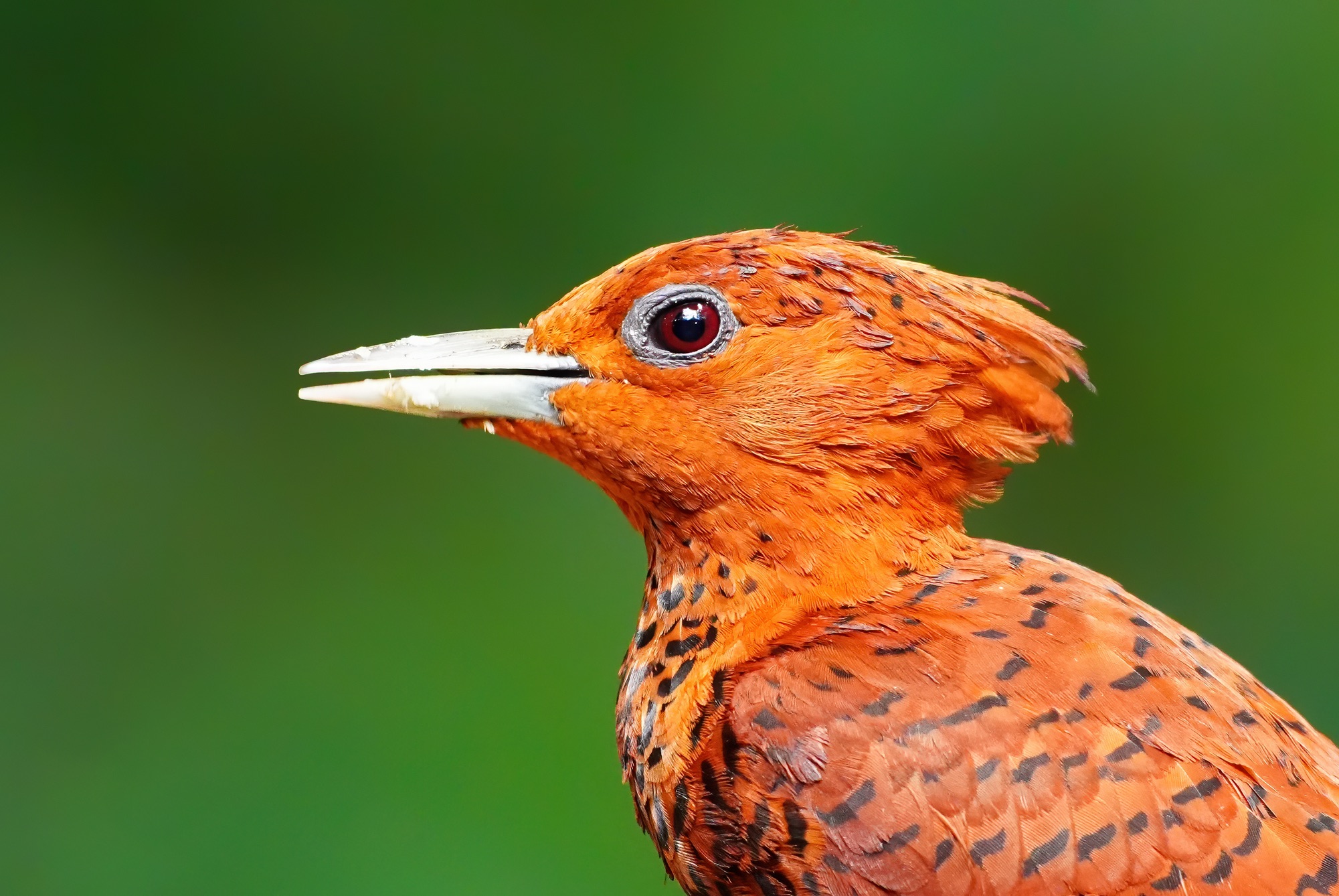 Costa Rica photo tour with Don Mammoser