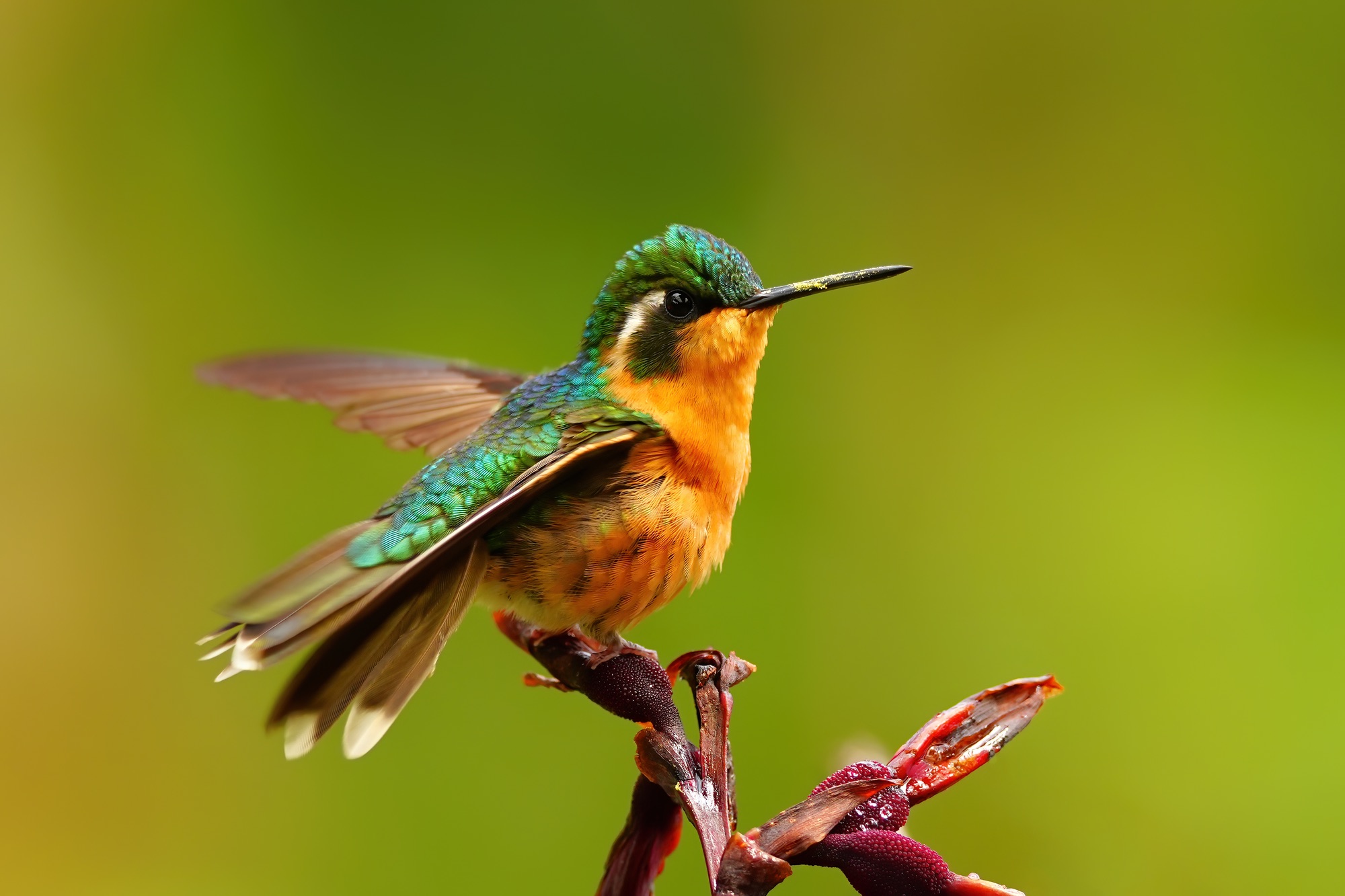 Costa Rica photo tour with Don Mammoser
