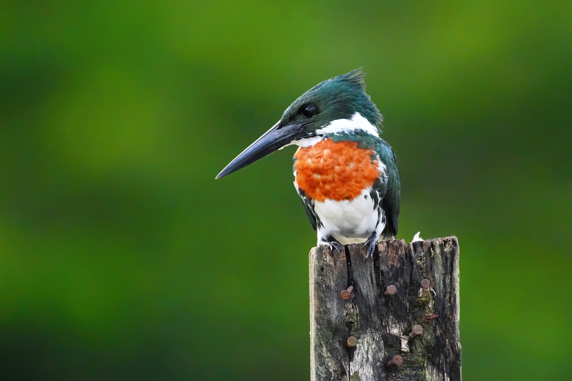 Costa Rica photo tour with Don Mammoser
