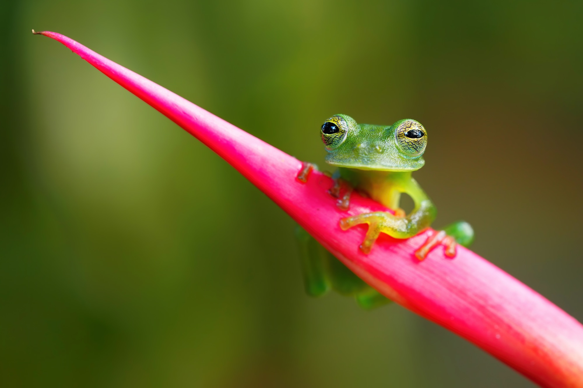 Costa Rica photo tour with Don Mammoser
