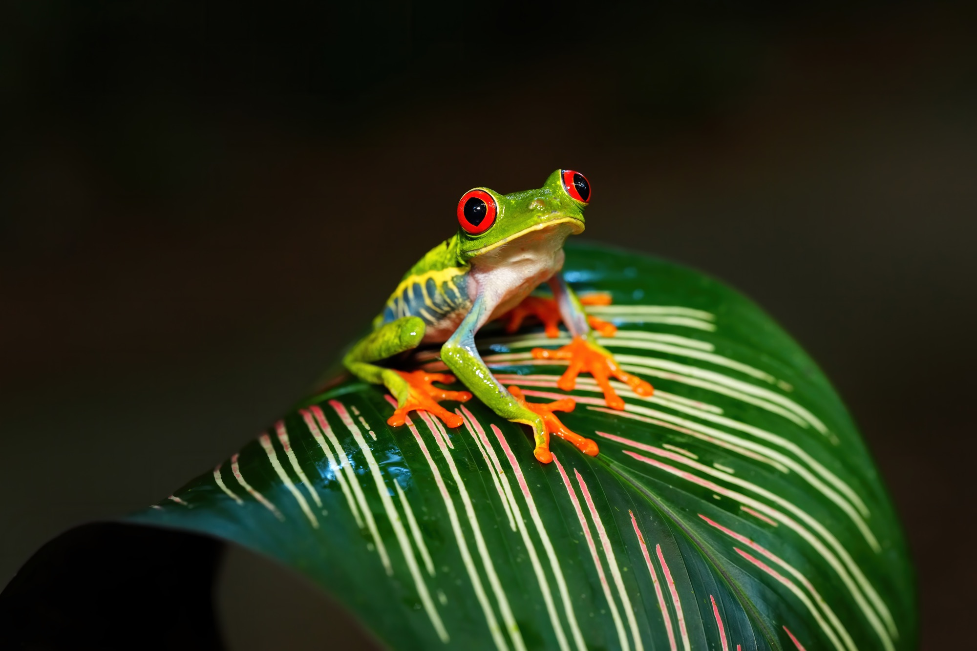 Costa Rica photo tour with Don Mammoser