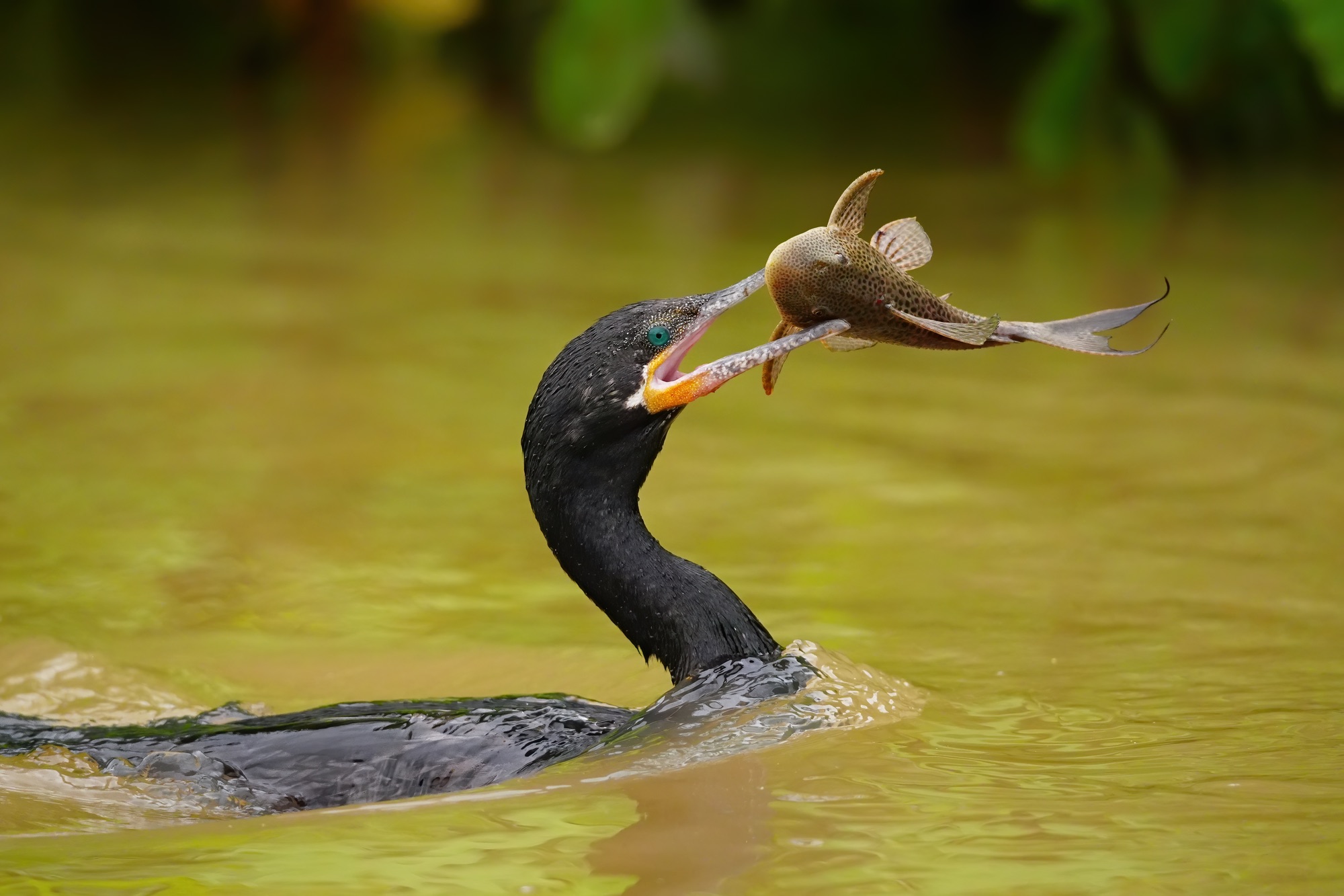 Costa Rica photo tour with Don Mammoser