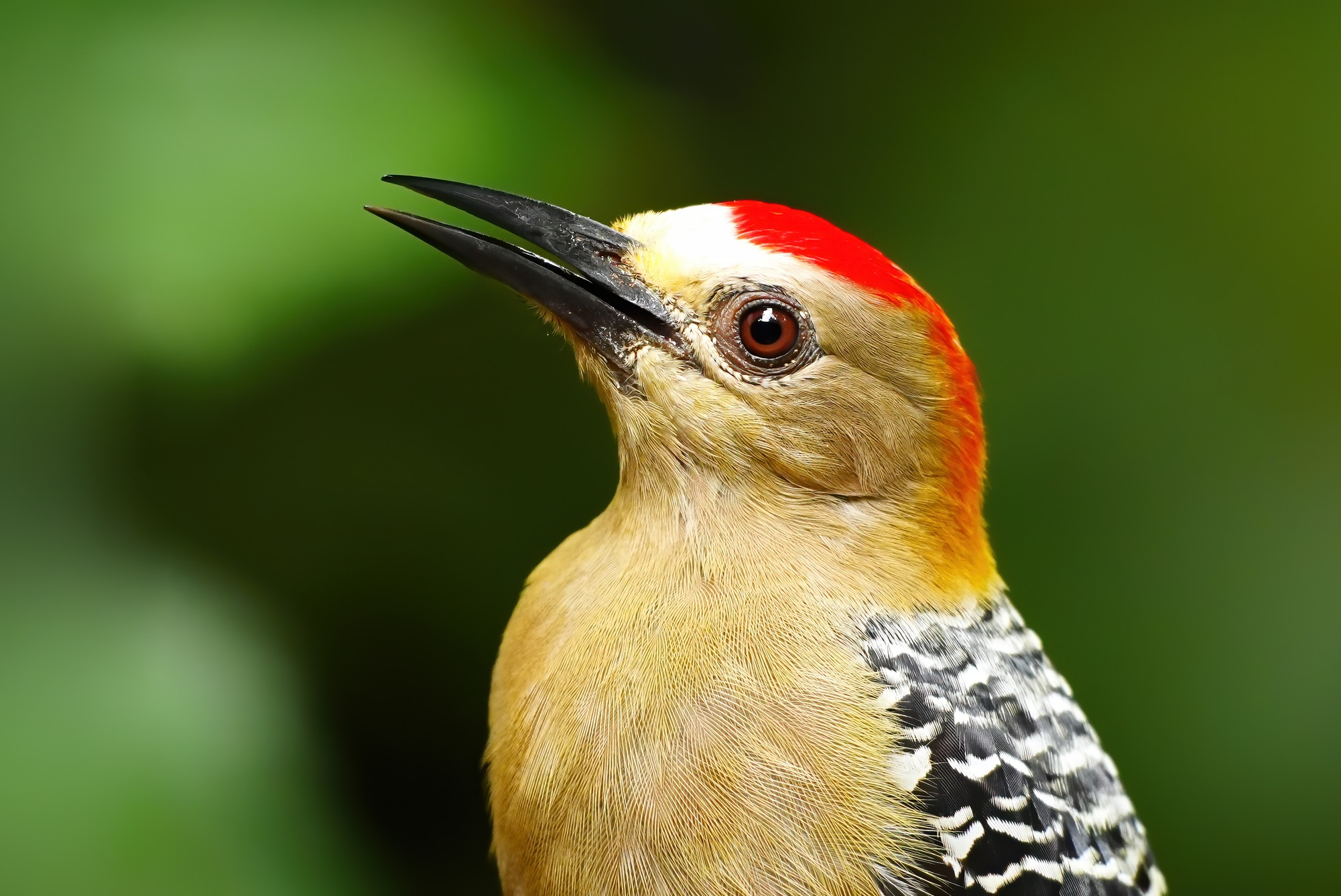 Costa Rica photo tour with Don Mammoser
