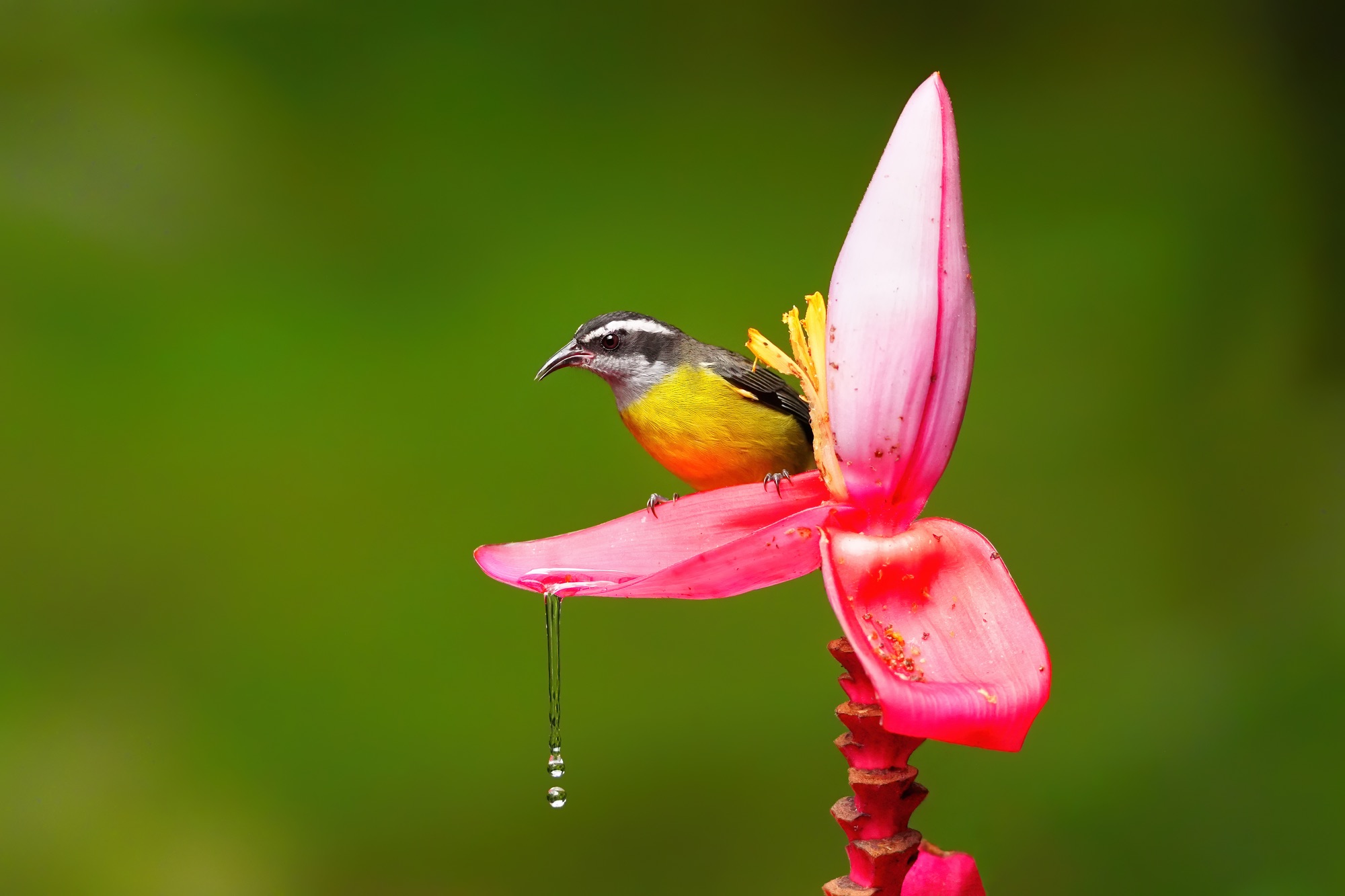 Costa Rica photo tour with Don Mammoser