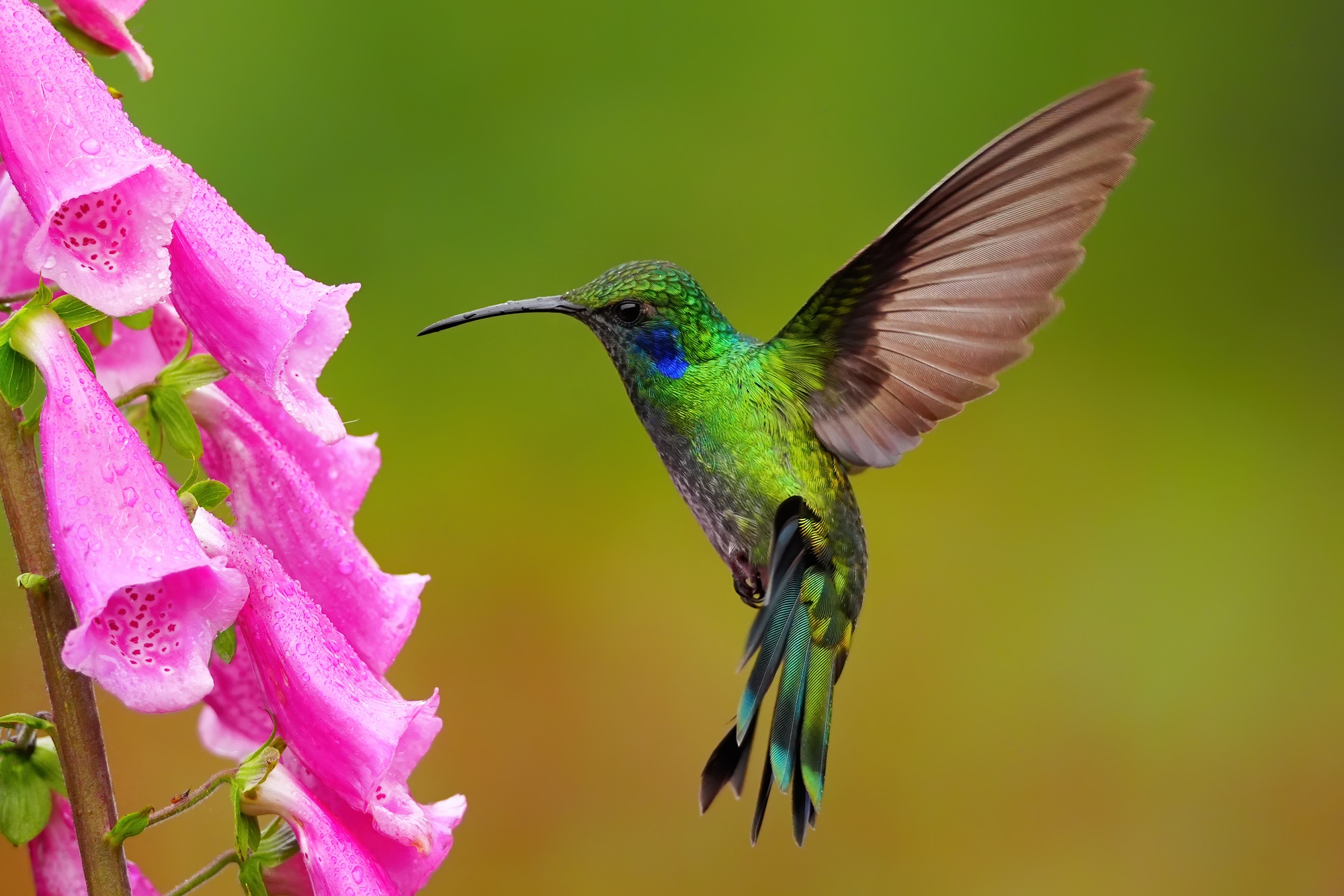 Costa Rica photo tour with Don Mammoser