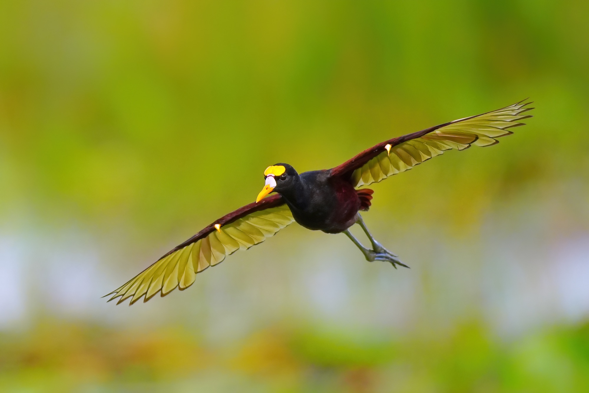 Costa Rica photo tour with Don Mammoser