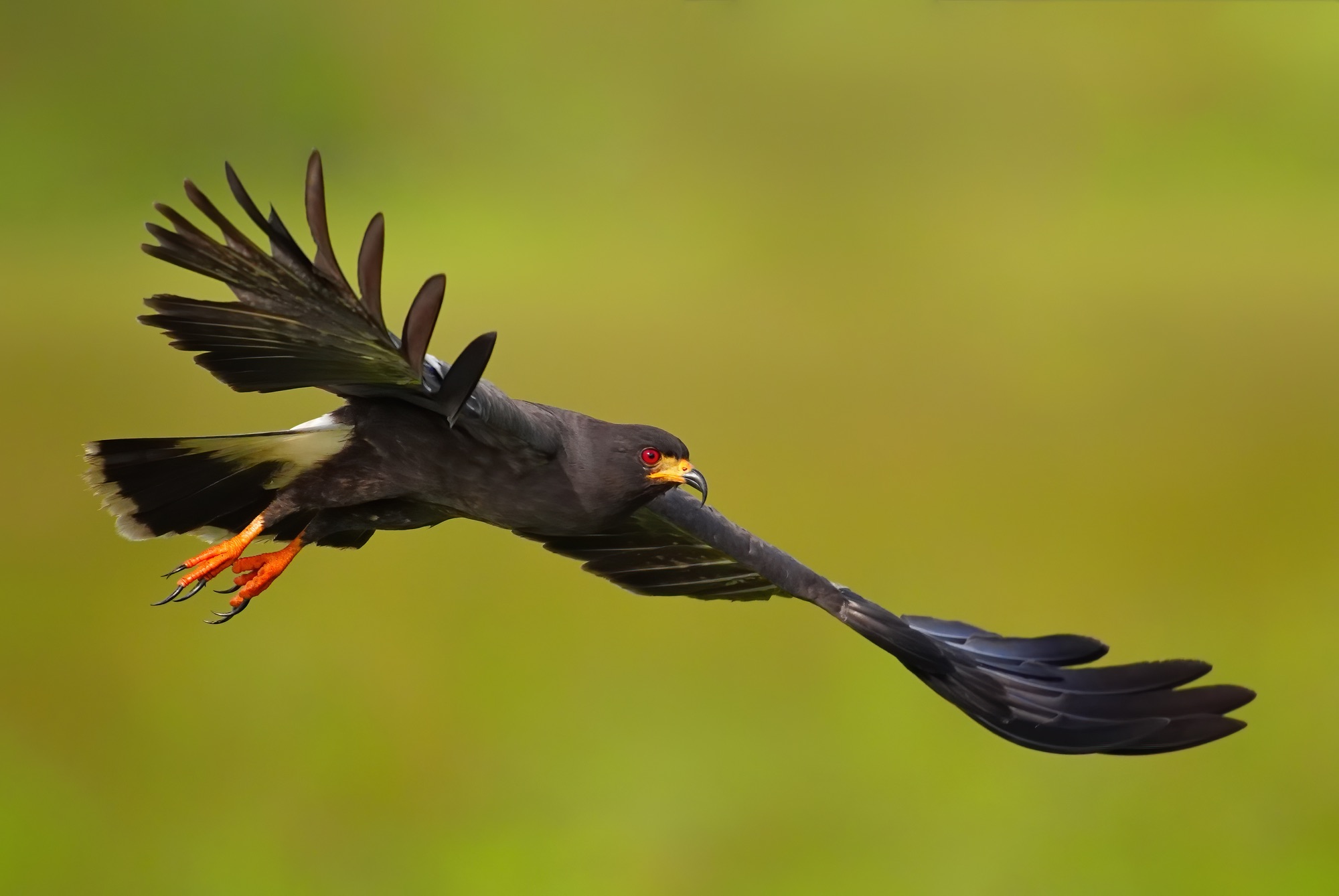 Costa Rica photo tour with Don Mammoser