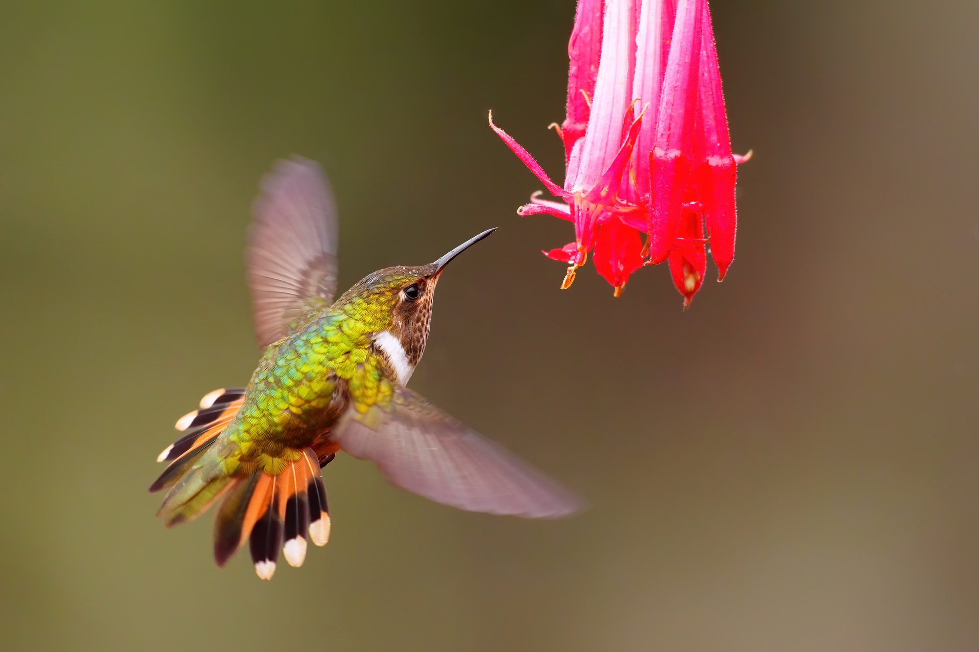 Costa Rica photo tour with Don Mammoser