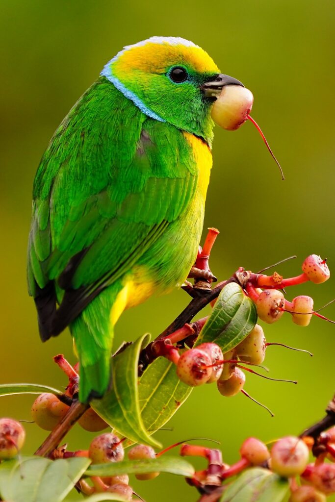 Costa Rica wildlife photo tour