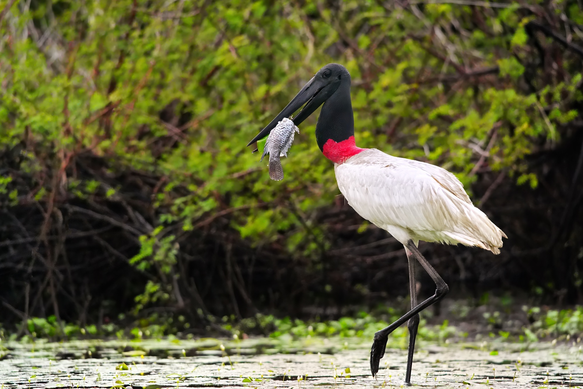 Birds and wildlife of Belize photo tour
