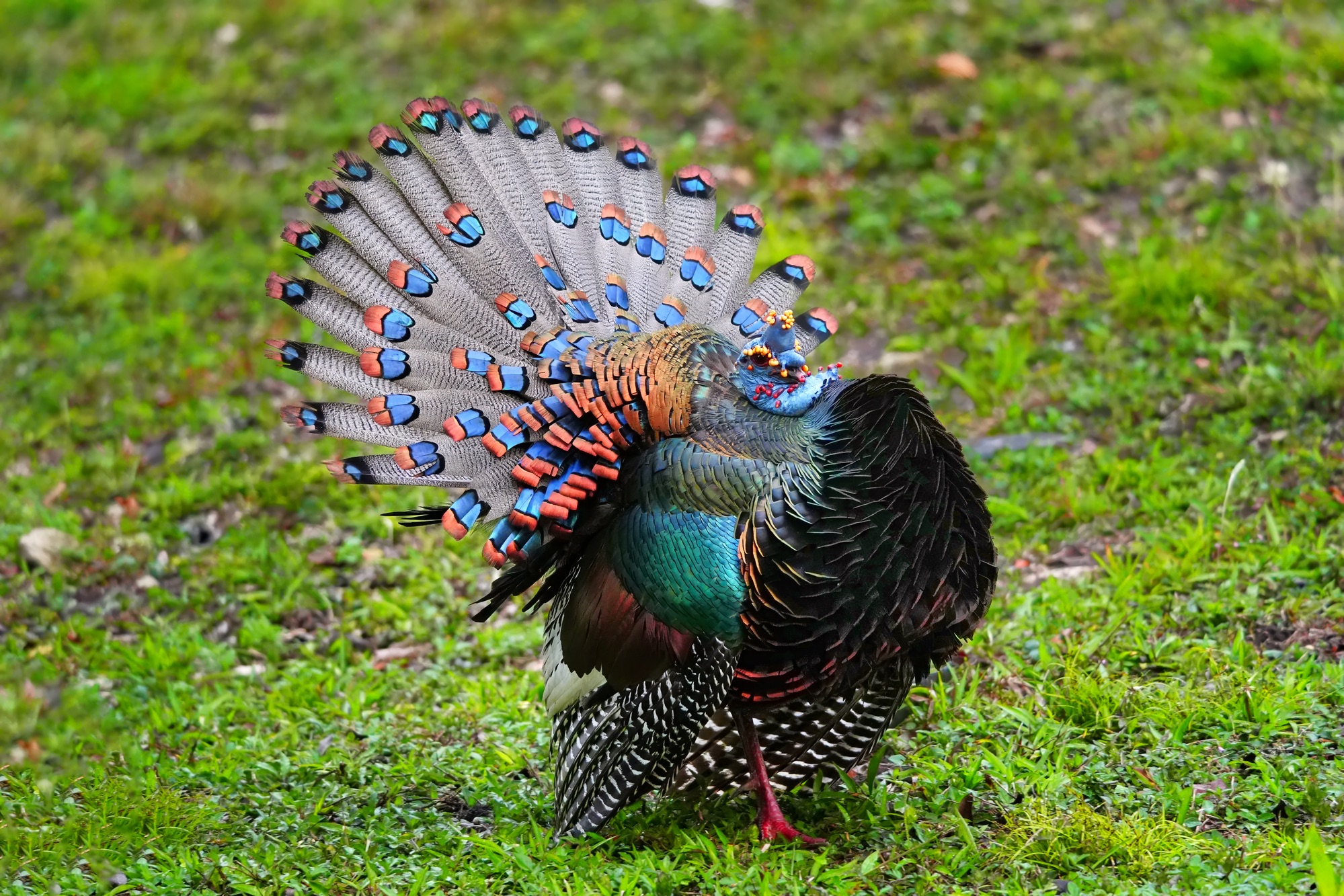Birds and wildlife of Belize photo tour
