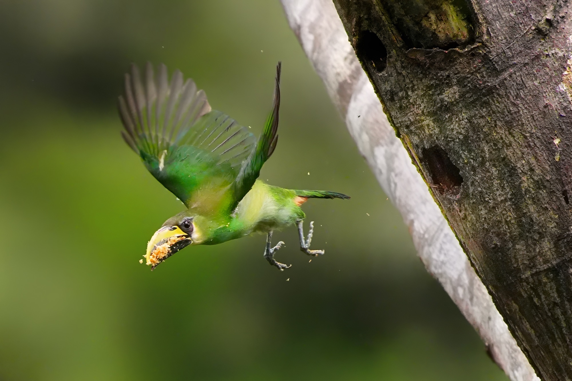 Birds and wildlife of Belize photo tour