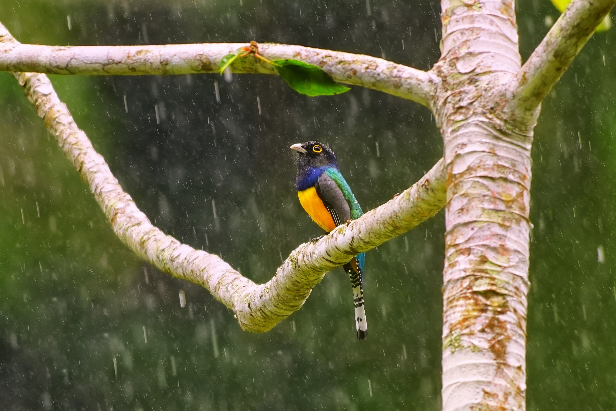 Birds and wildlife of Belize photo tour