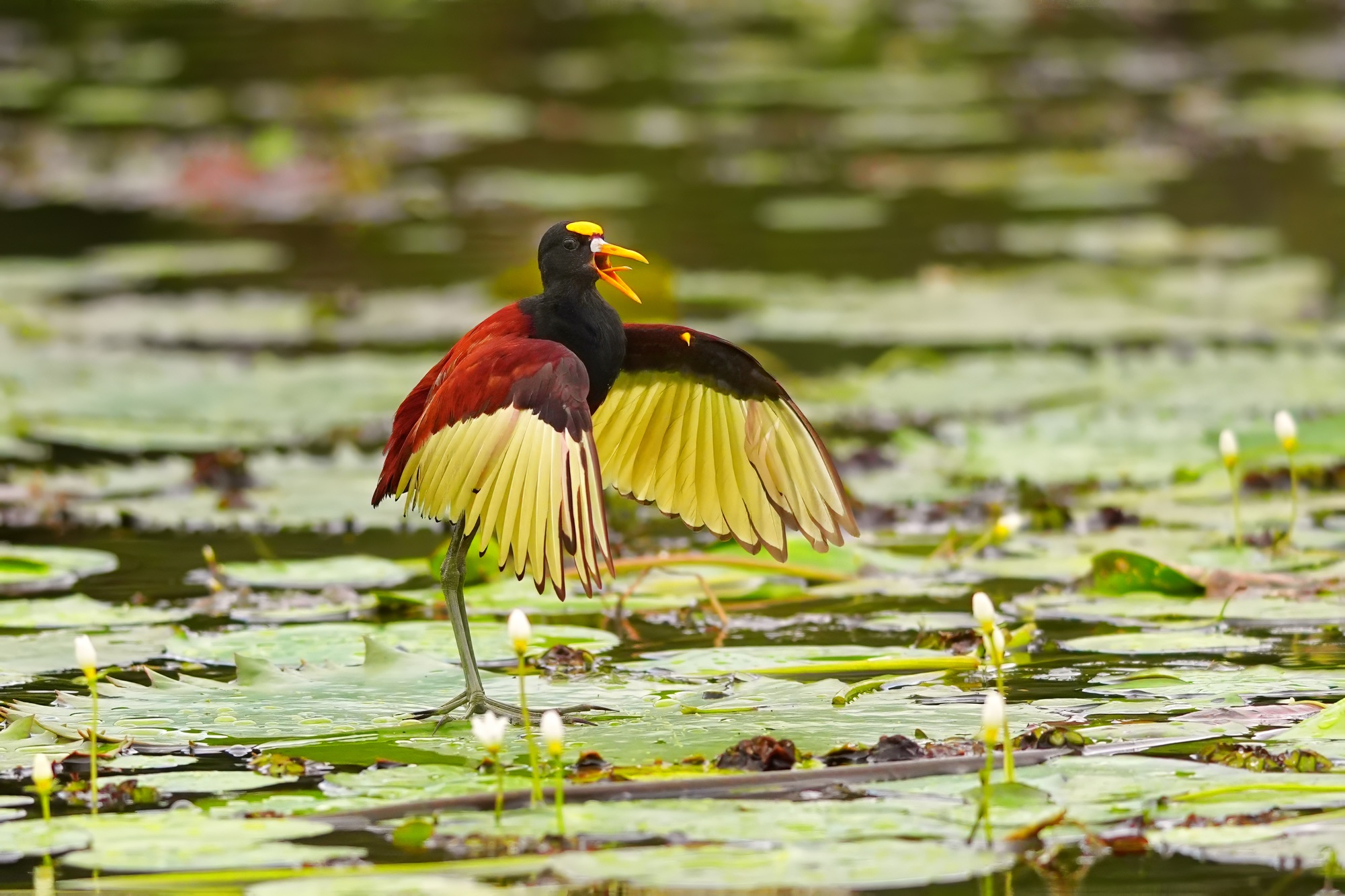 Birds and wildlife of Belize photo tour