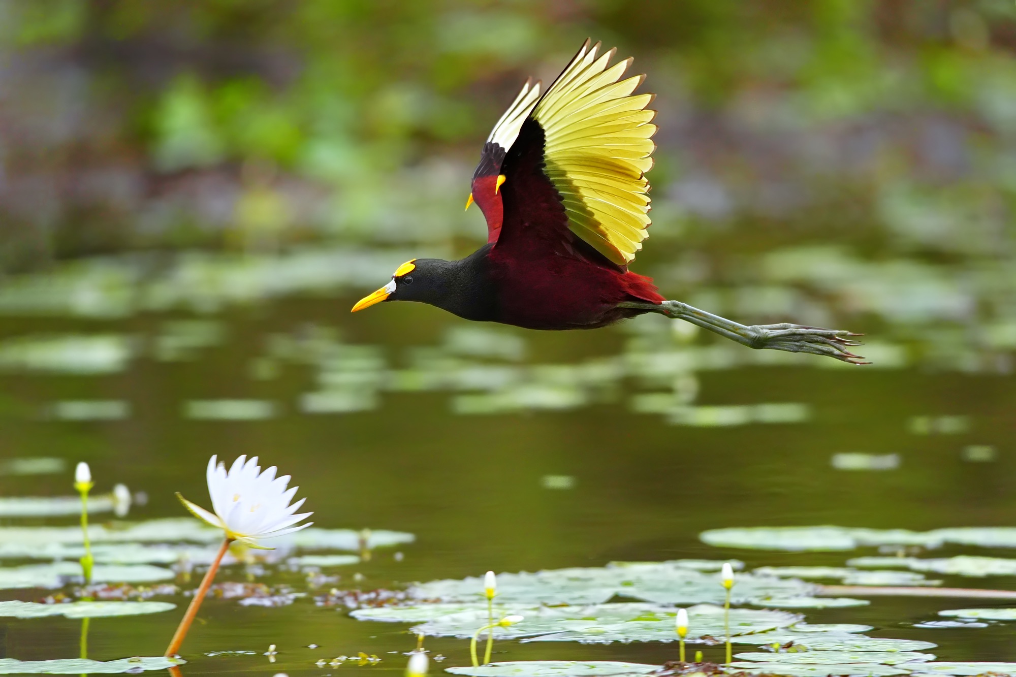 Birds and wildlife of Belize photo tour