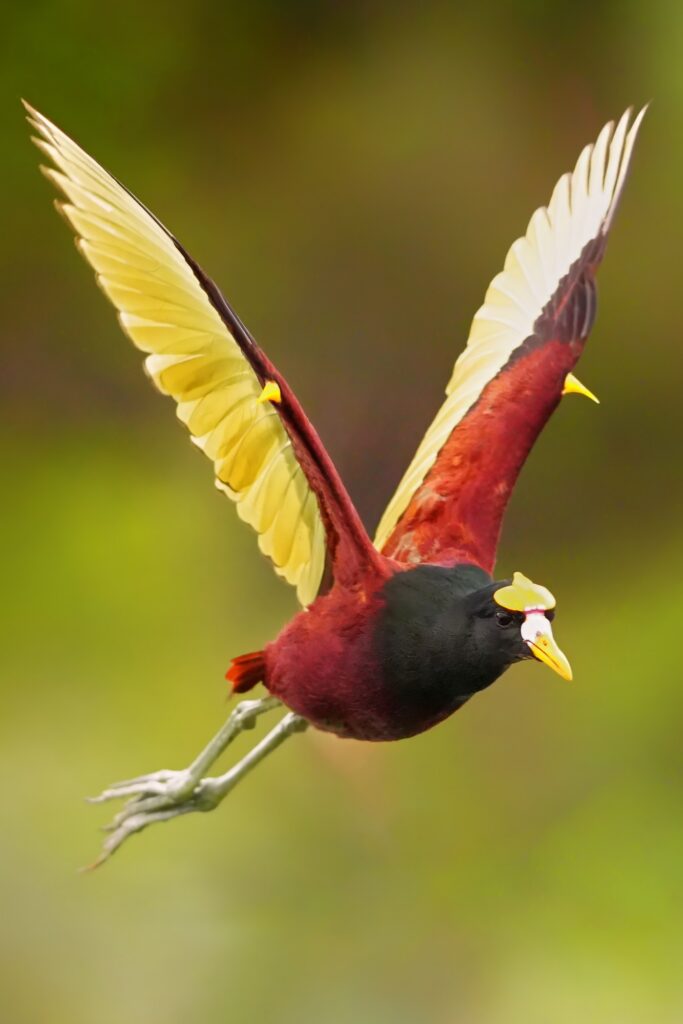Belize bird photography tour