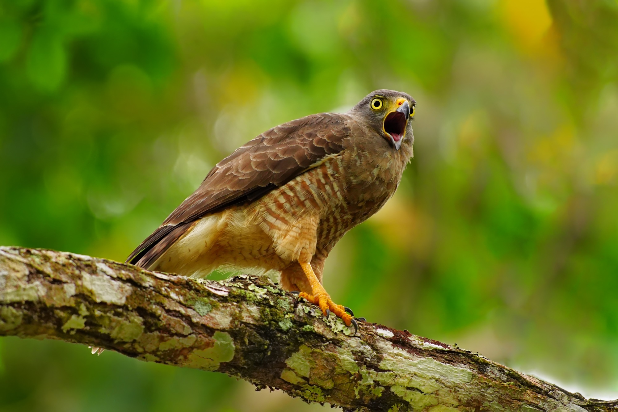 Birds and wildlife of Belize photo tour