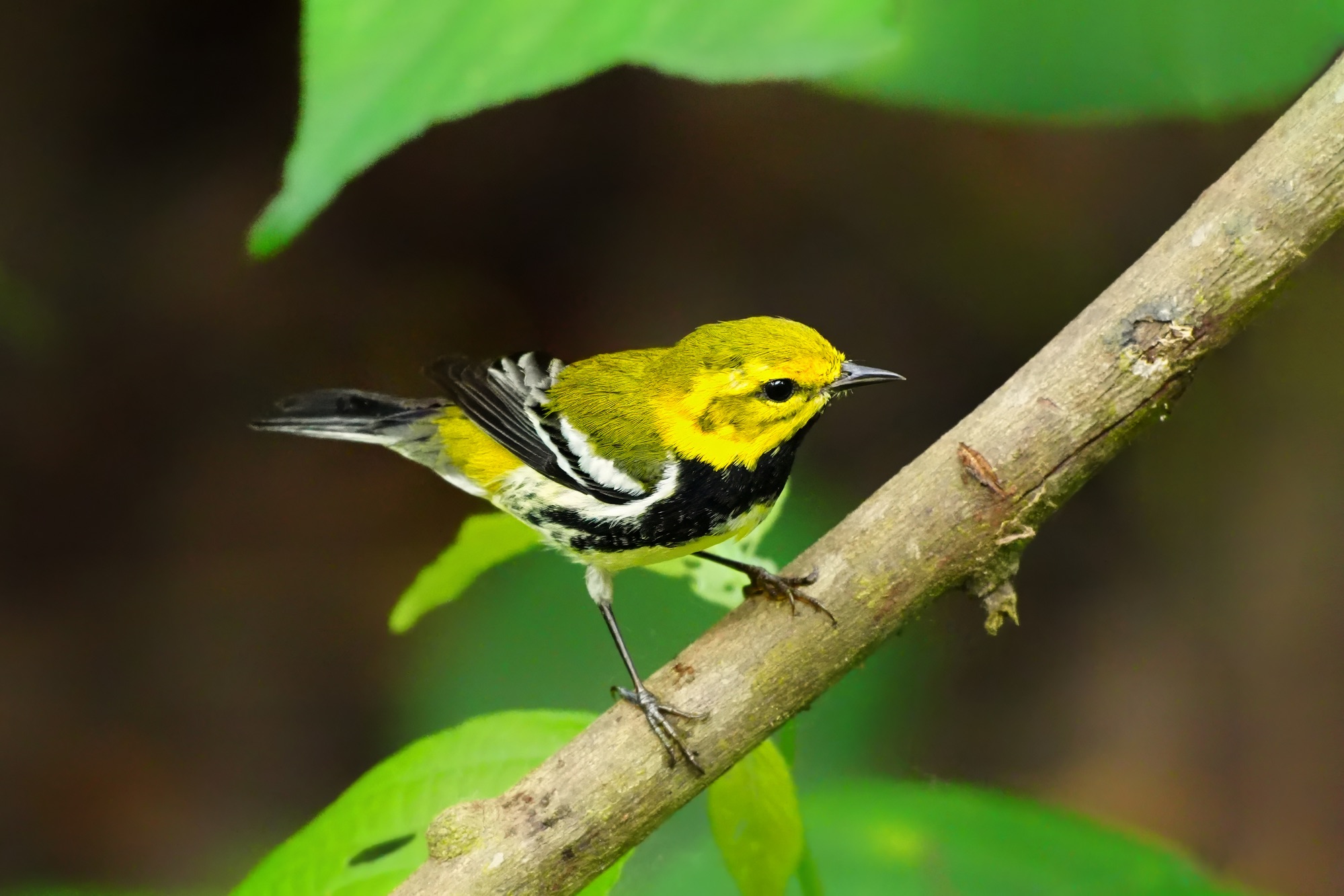 Birds and wildlife of Belize photo tour