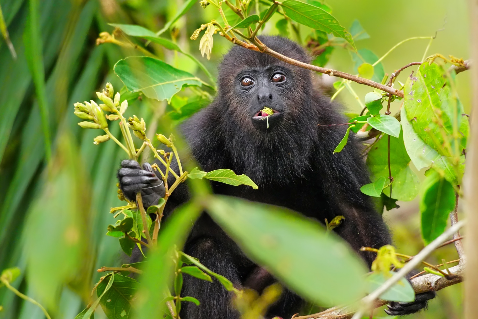 Birds and wildlife of Belize photo tour