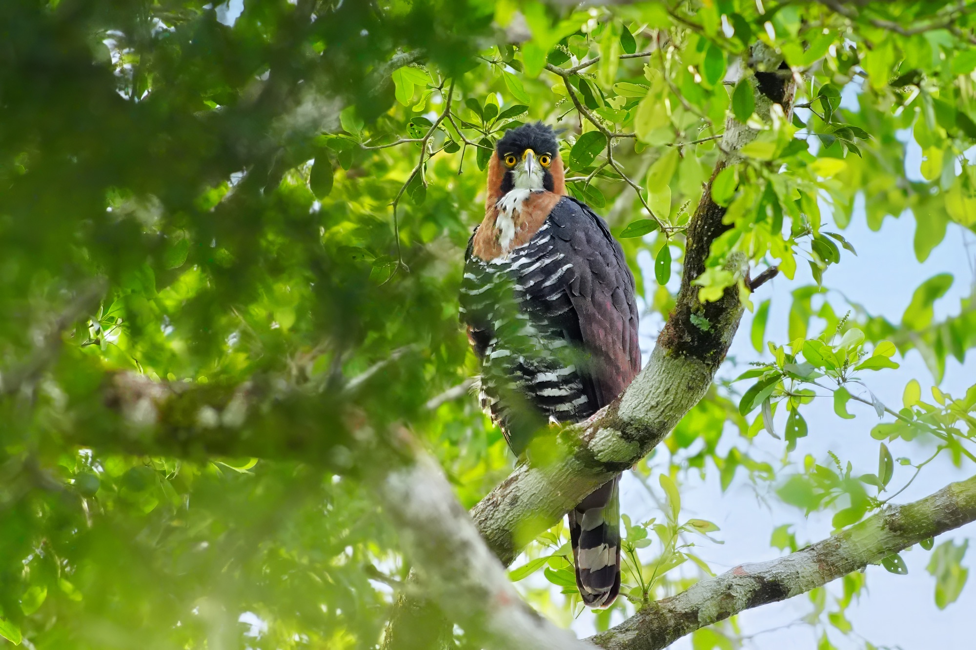 Birds and wildlife of Belize photo tour