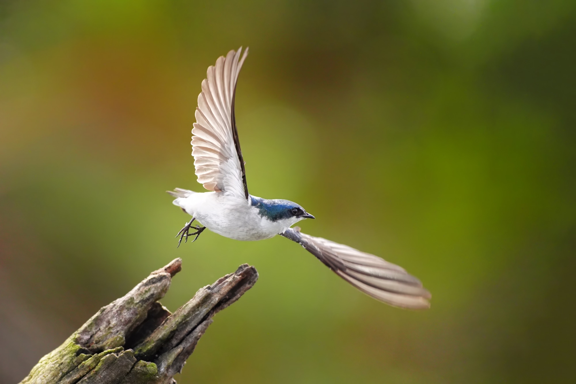 Birds and wildlife of Belize photo tour