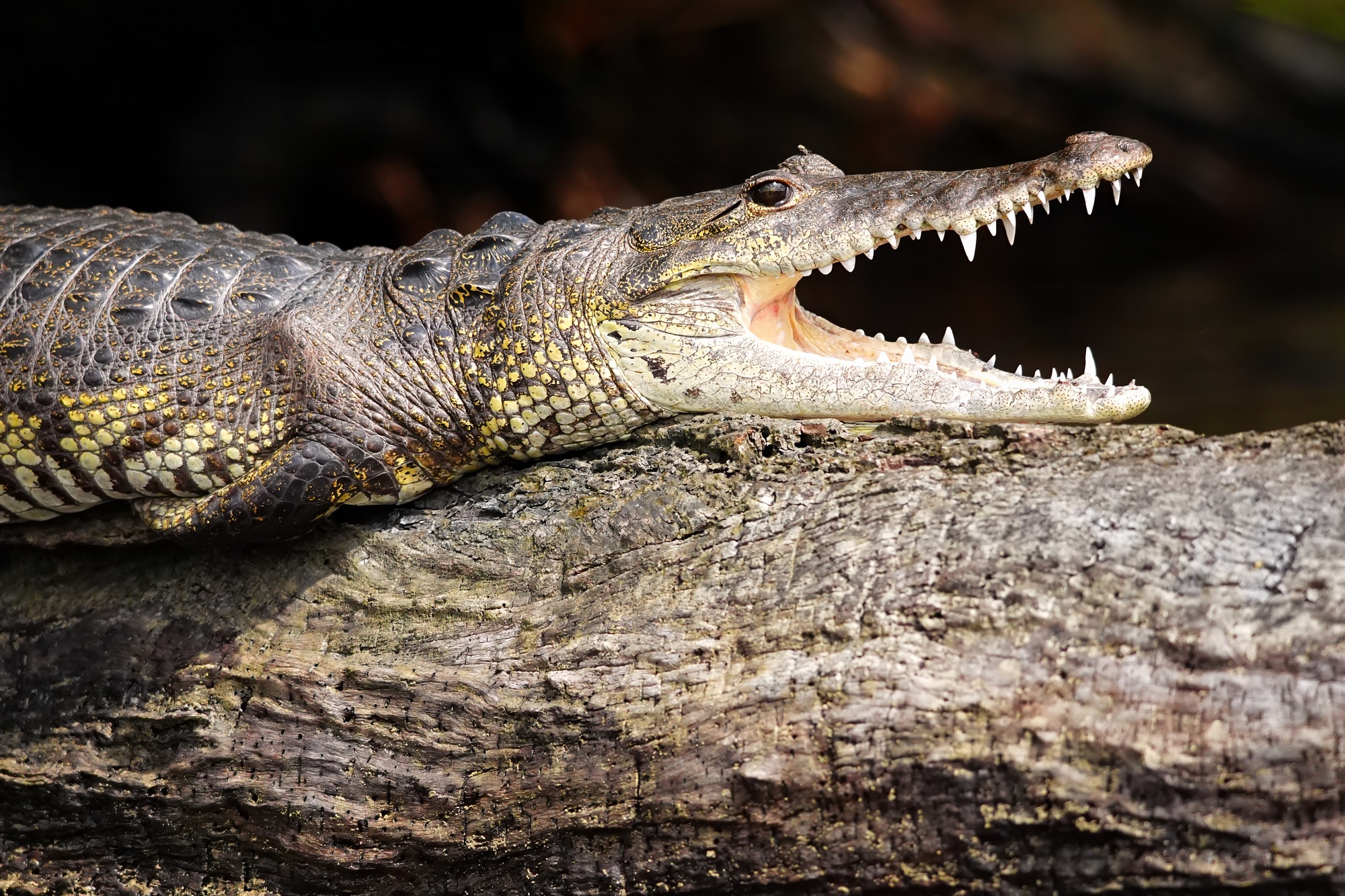 Birds and wildlife of Belize photo tour