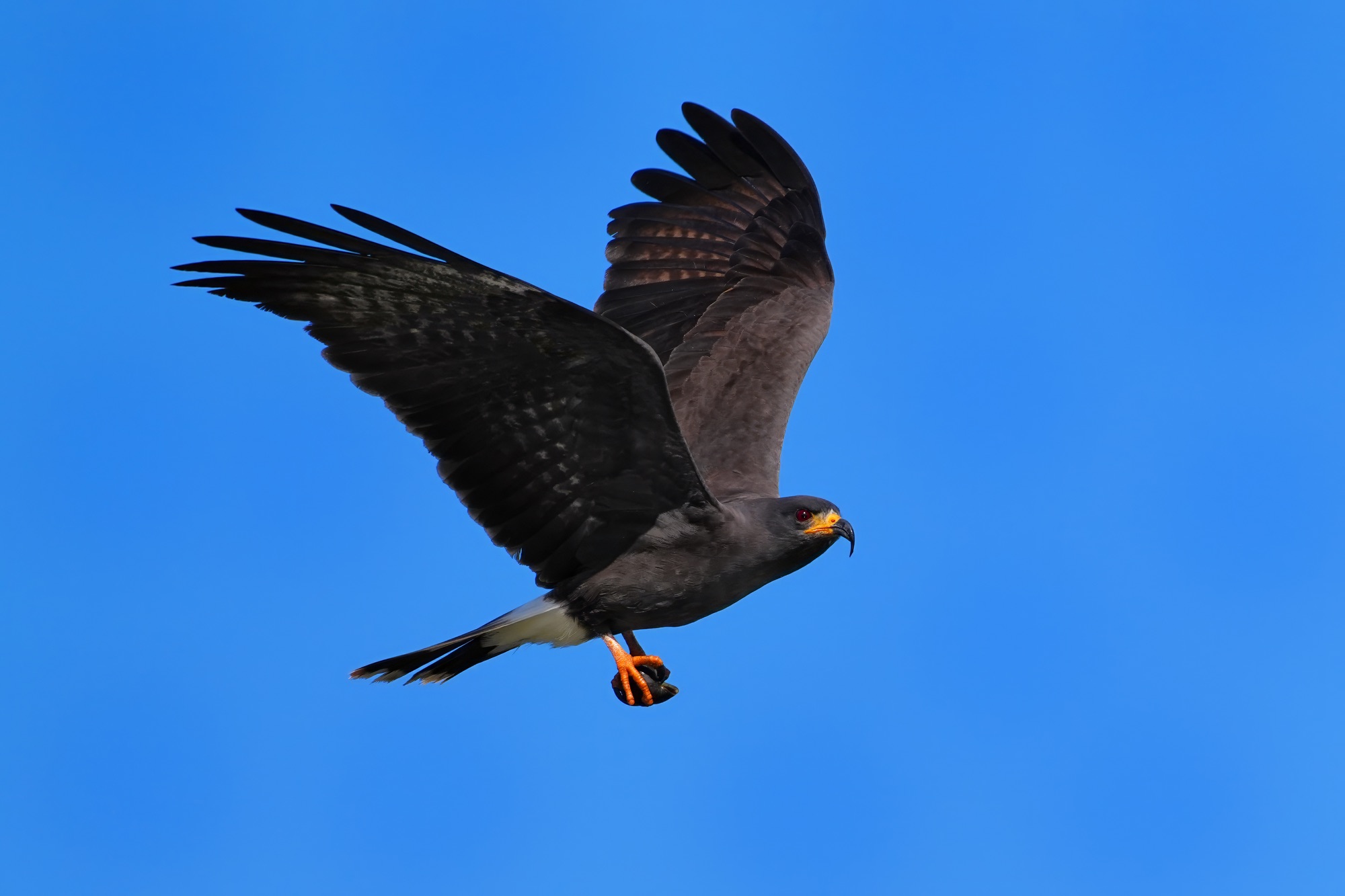 Birds and wildlife of Belize photo tour